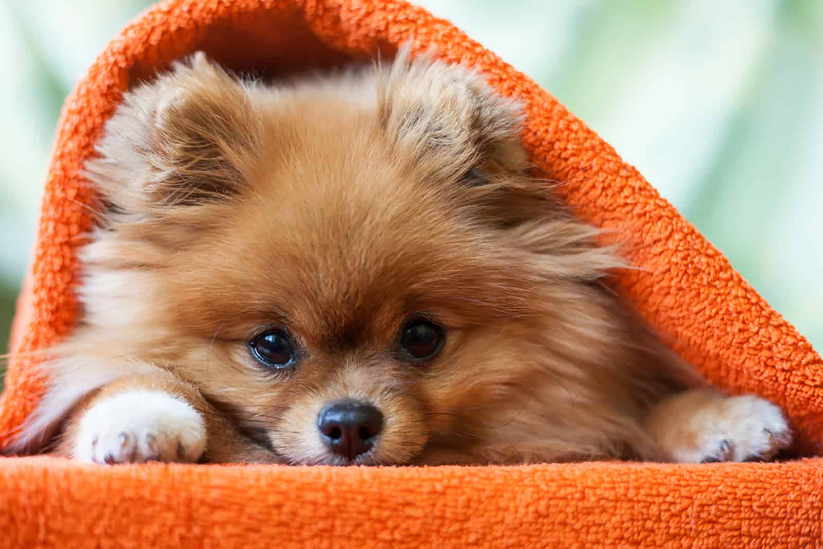 pomeranian puppy covered with orange blanket