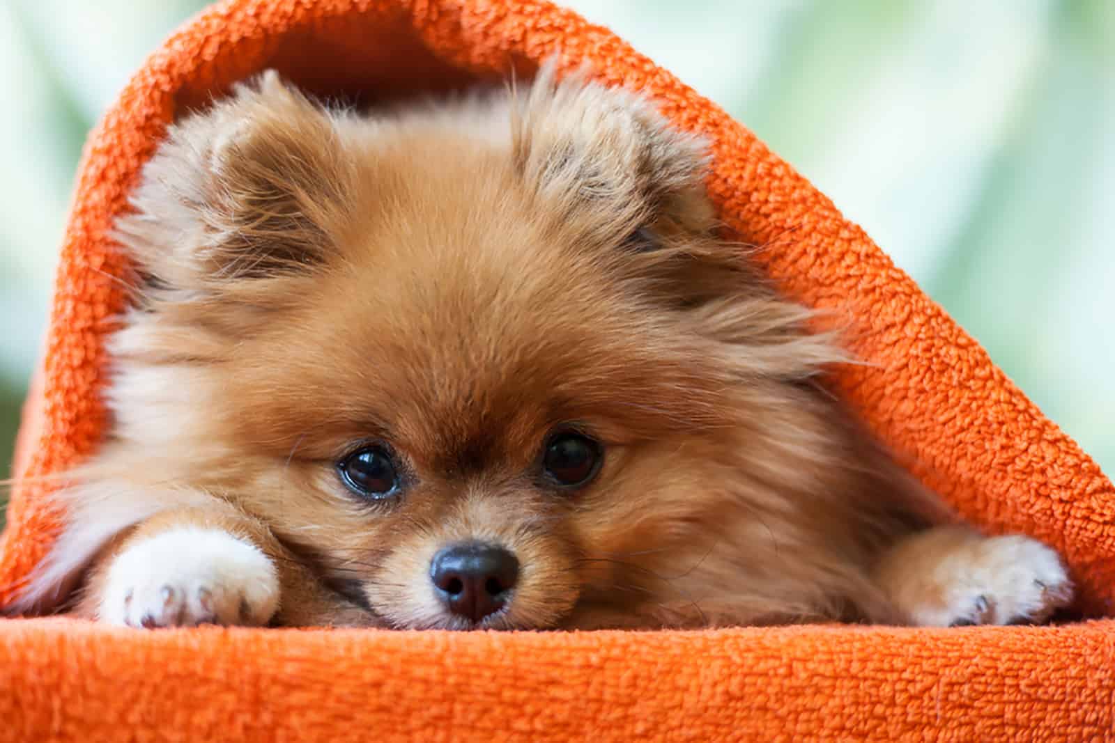 pomeranian puppy covered with orange blanket