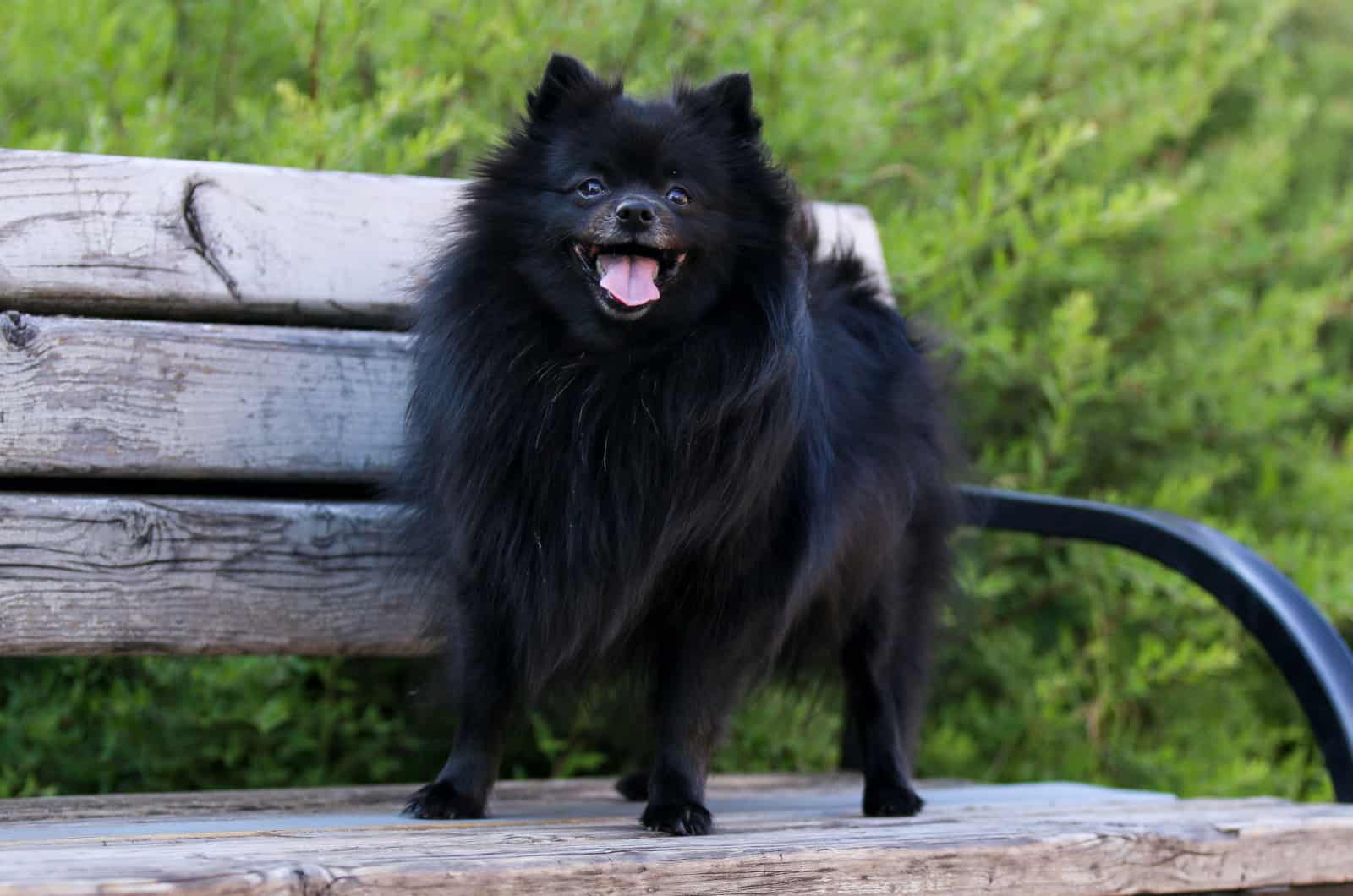 pomeranian