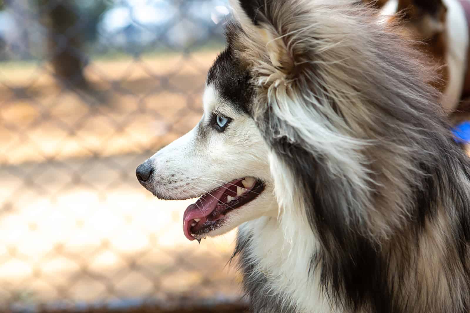  pomsky dog outdoors beside the fence