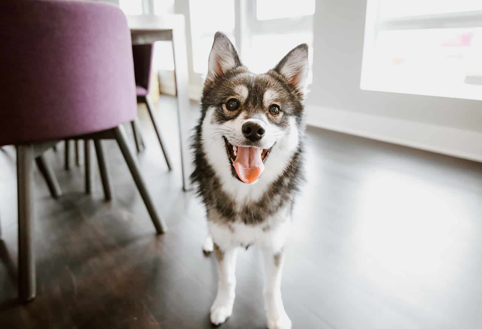 pomsky dog indoors