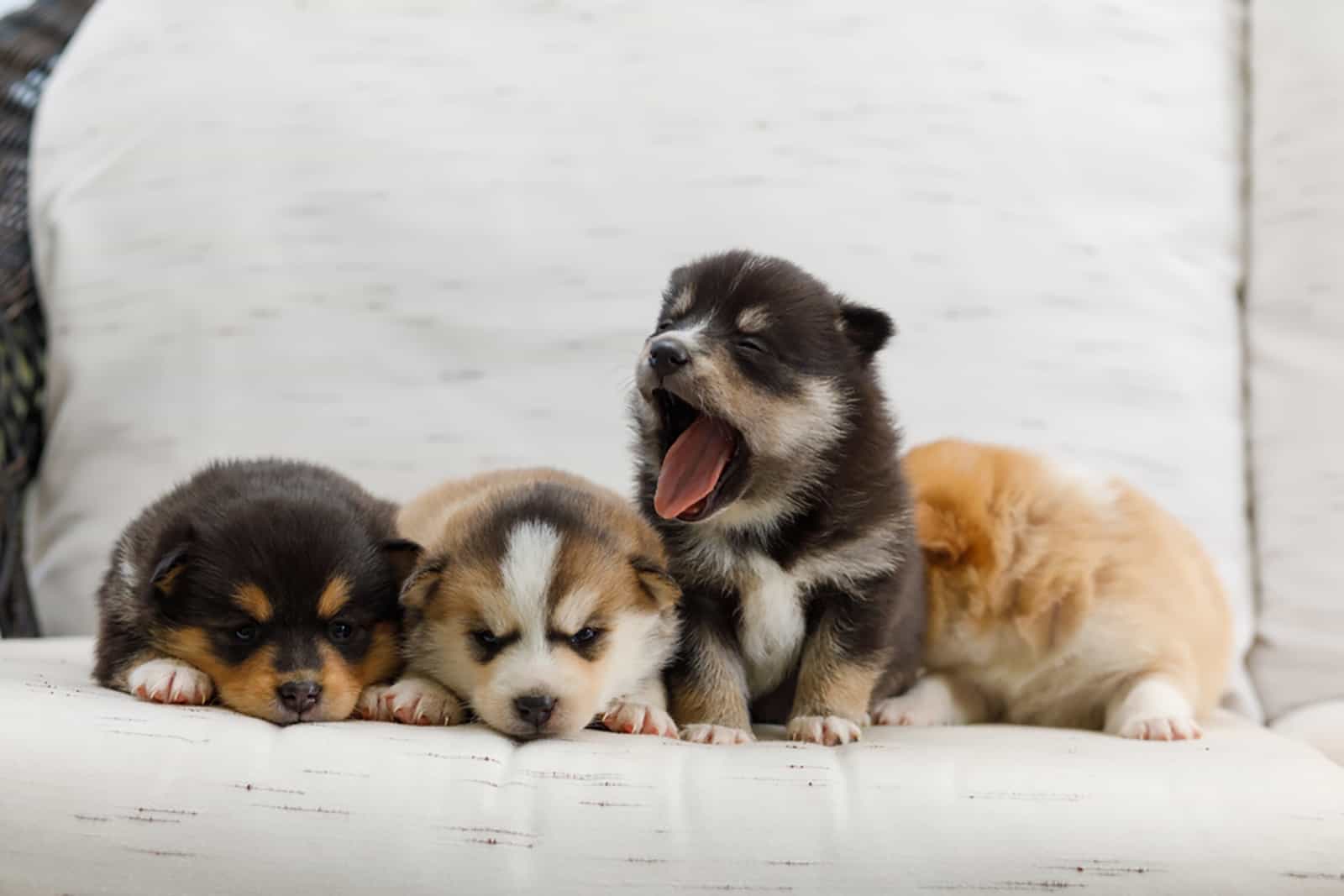 pomsky puppies lying on the couch