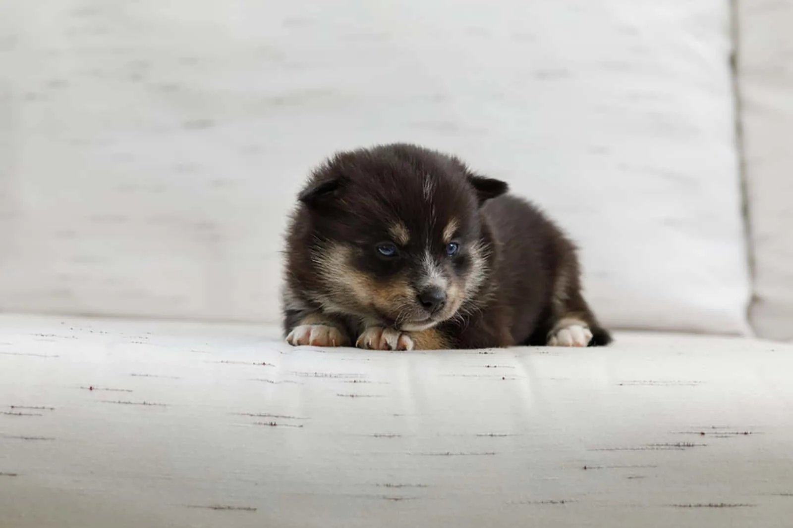 pomsky puppy lying on the white couch