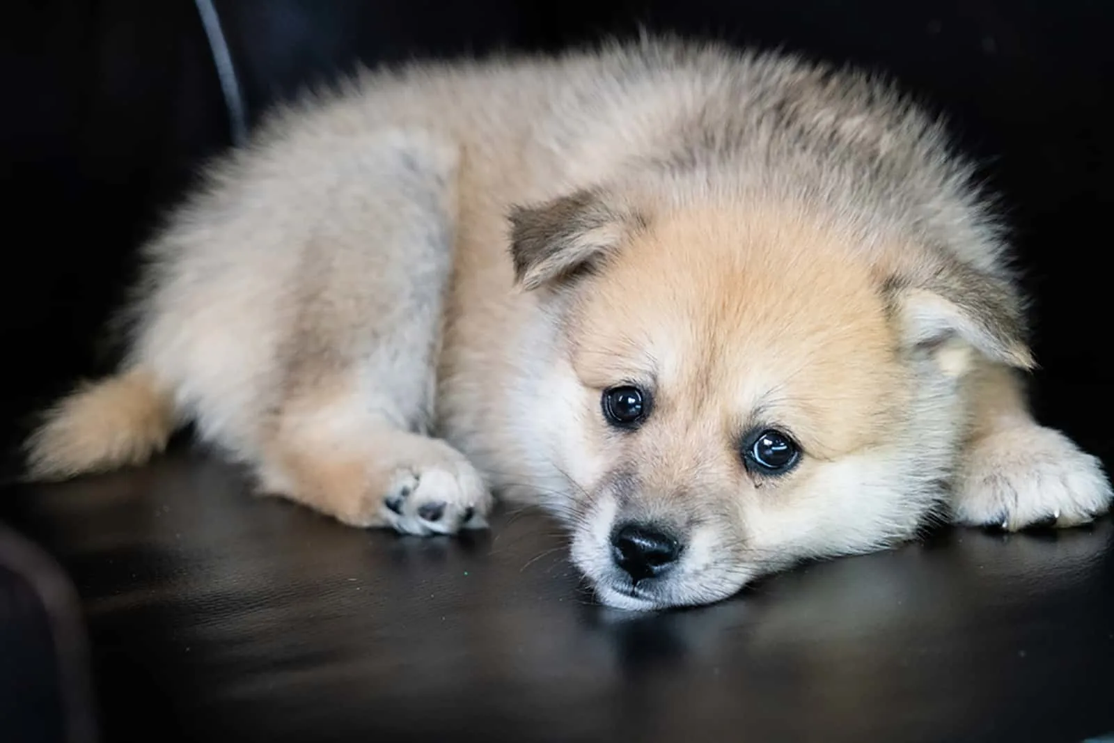 pomsky puppy lying on the sofa