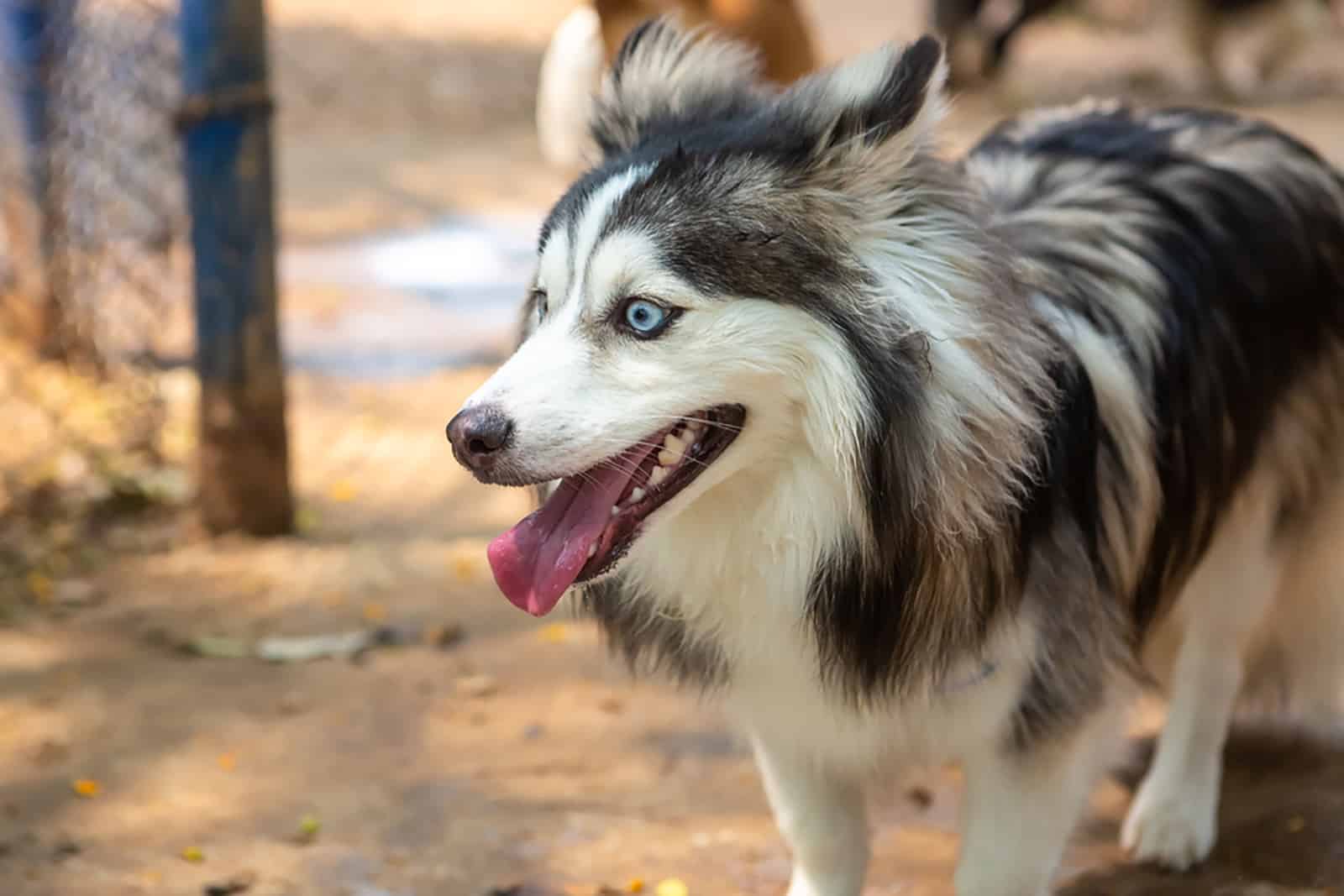 pomsky with blue eyes playing outdoors