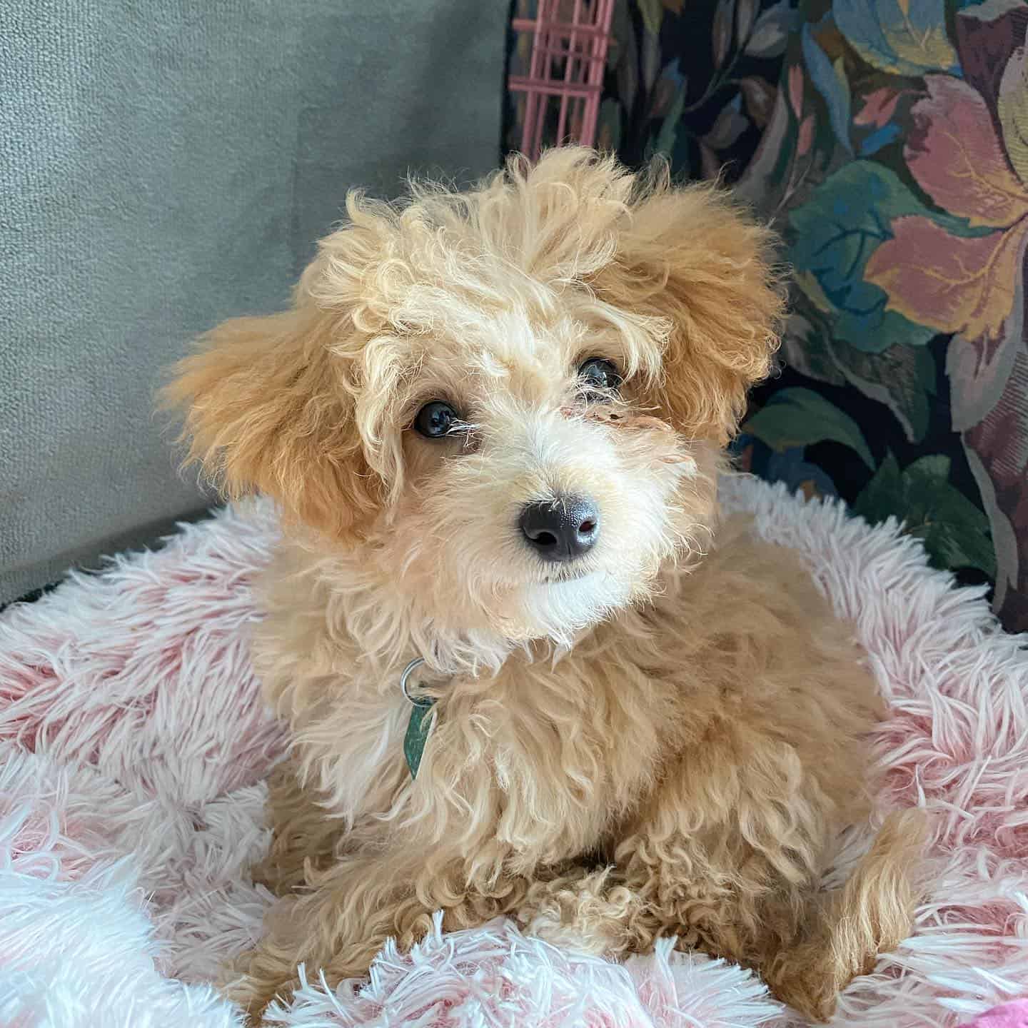 poochon puppy looking up