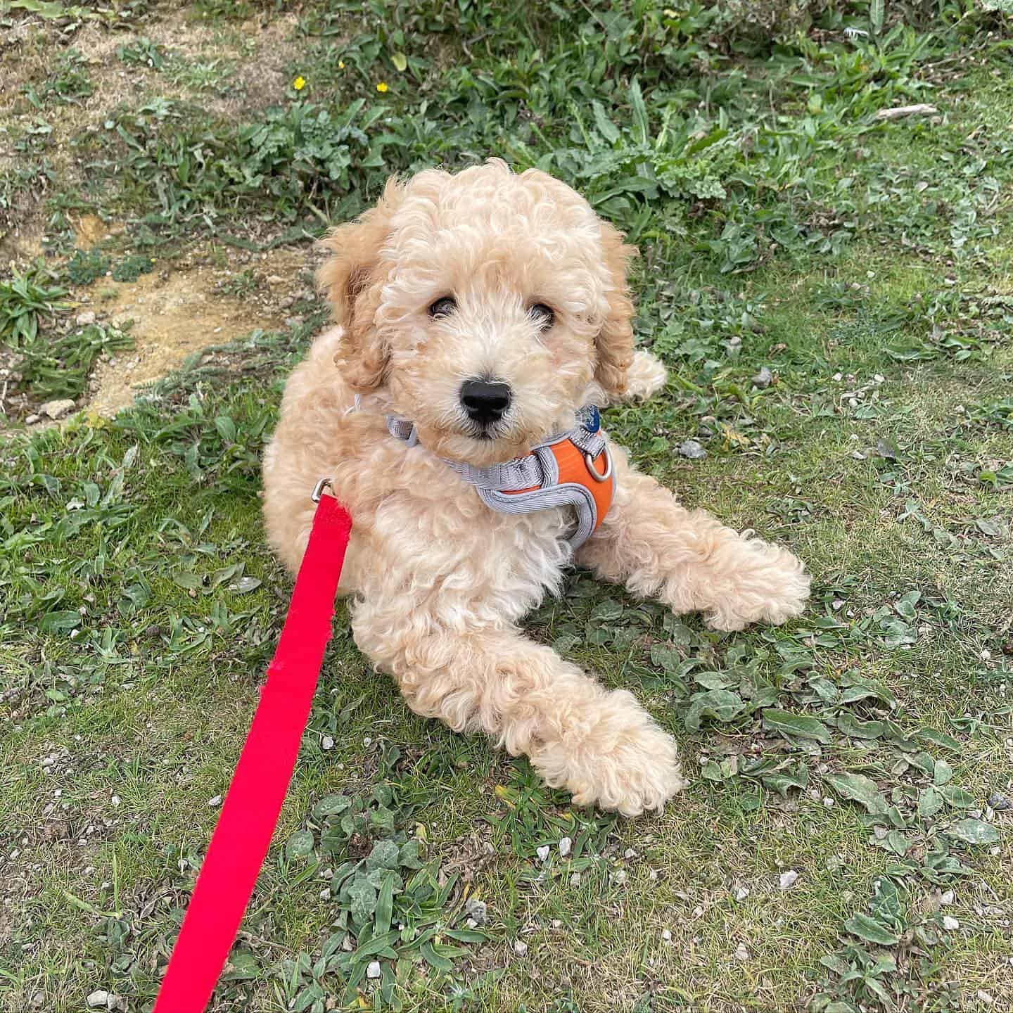 poochon puppy outdoor