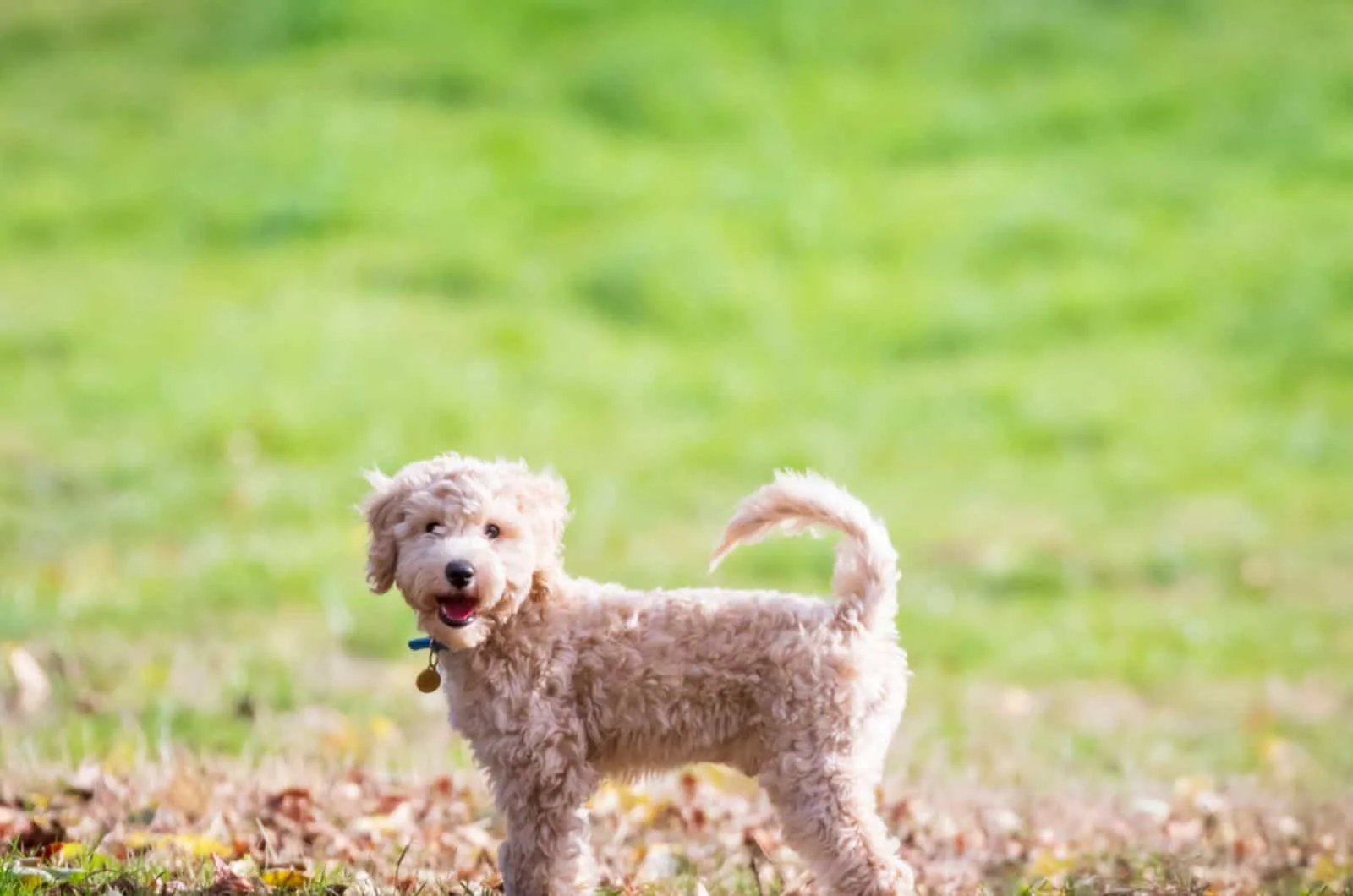 poochon puppy standing with tail up on green grass