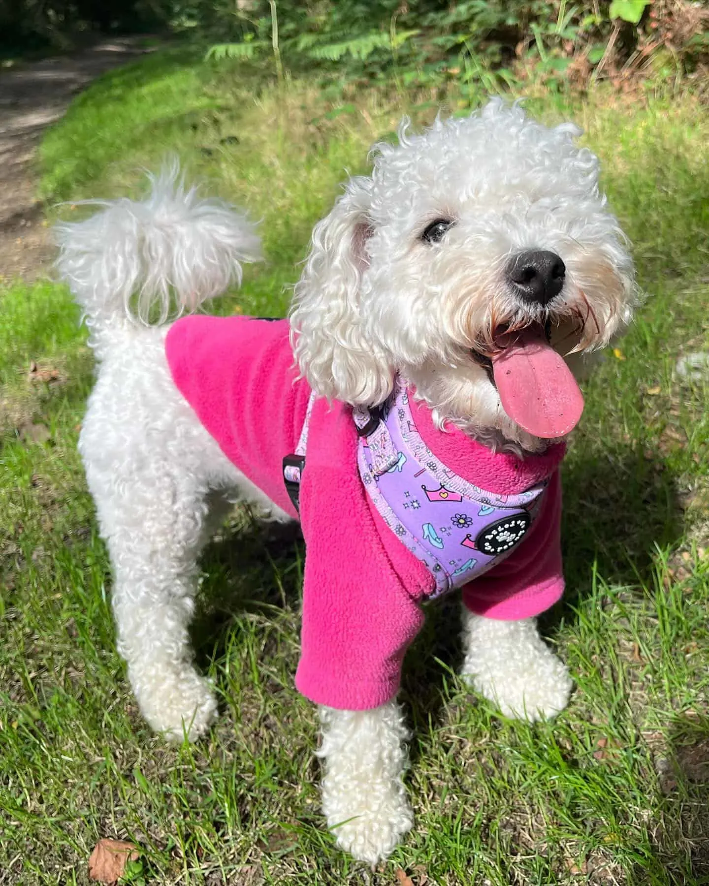 poochon with tongue out