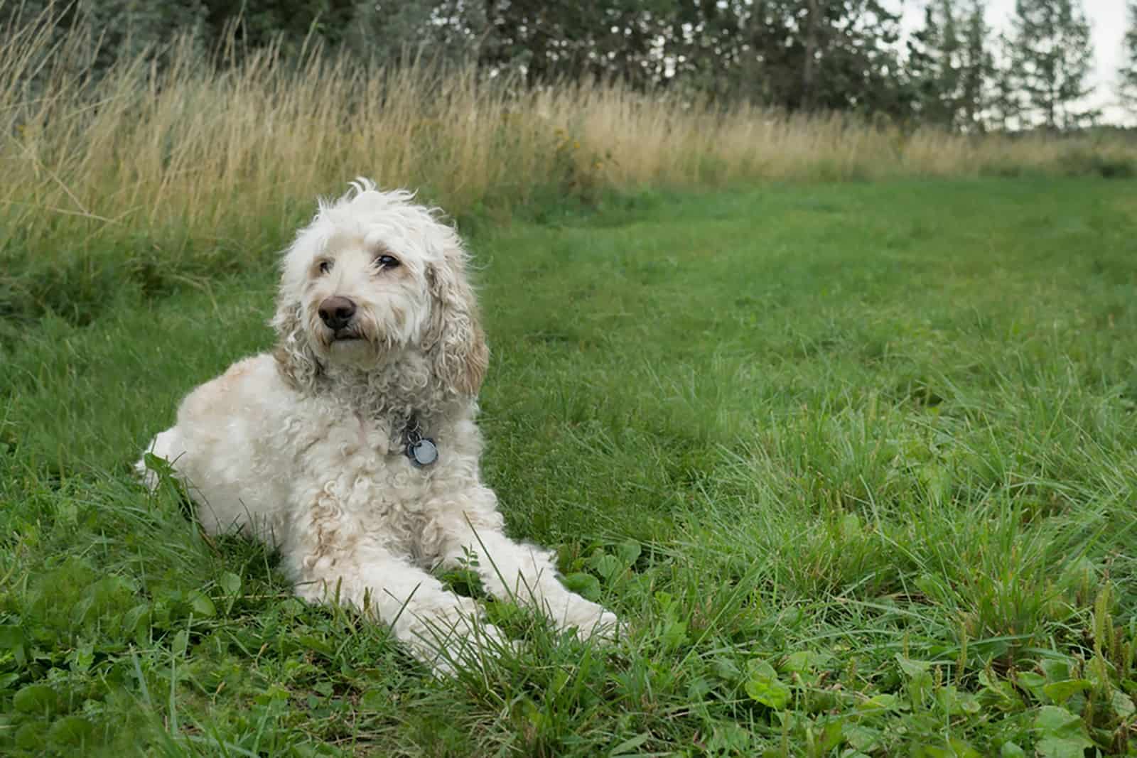 poodle dog in the park