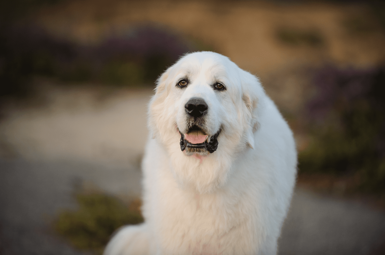 portrait of a great pyrenees dog