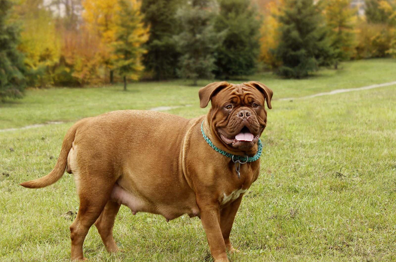 pregnant dogue de bordeaux