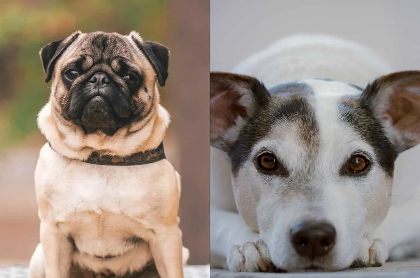 pug and jack russel terrier