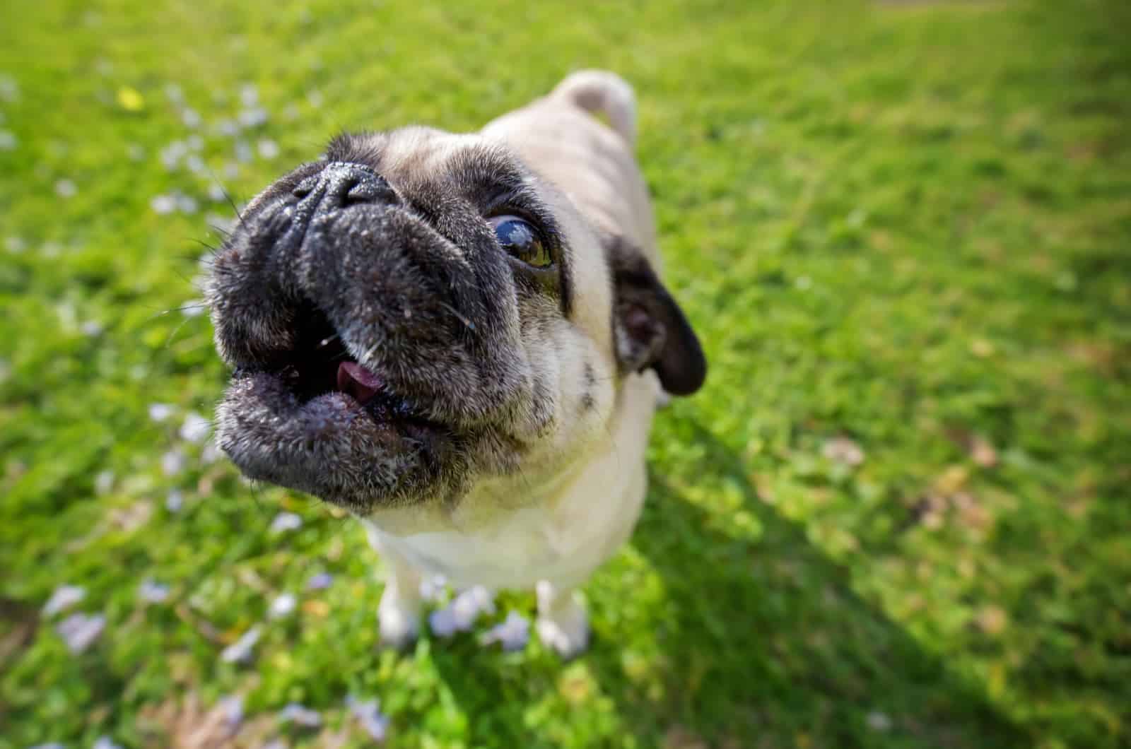 pug barking