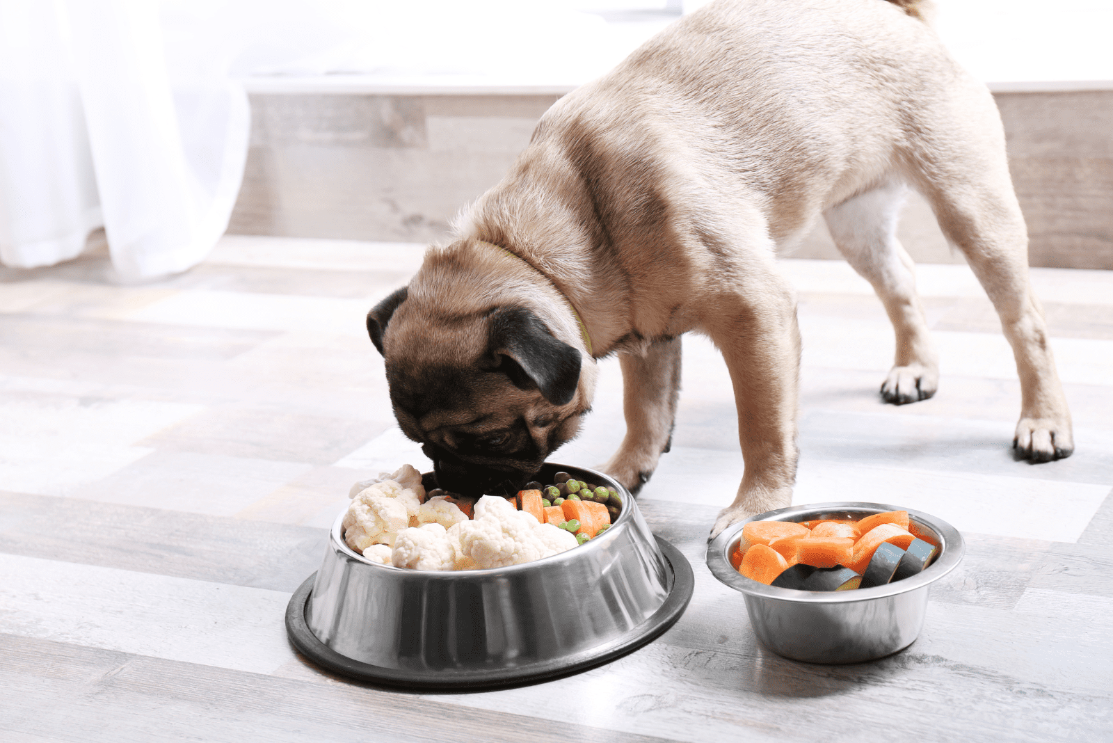 pug eats vegetables from a bowl