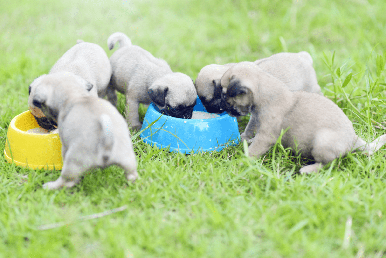 pug puppies eat food from bowls in the meadow