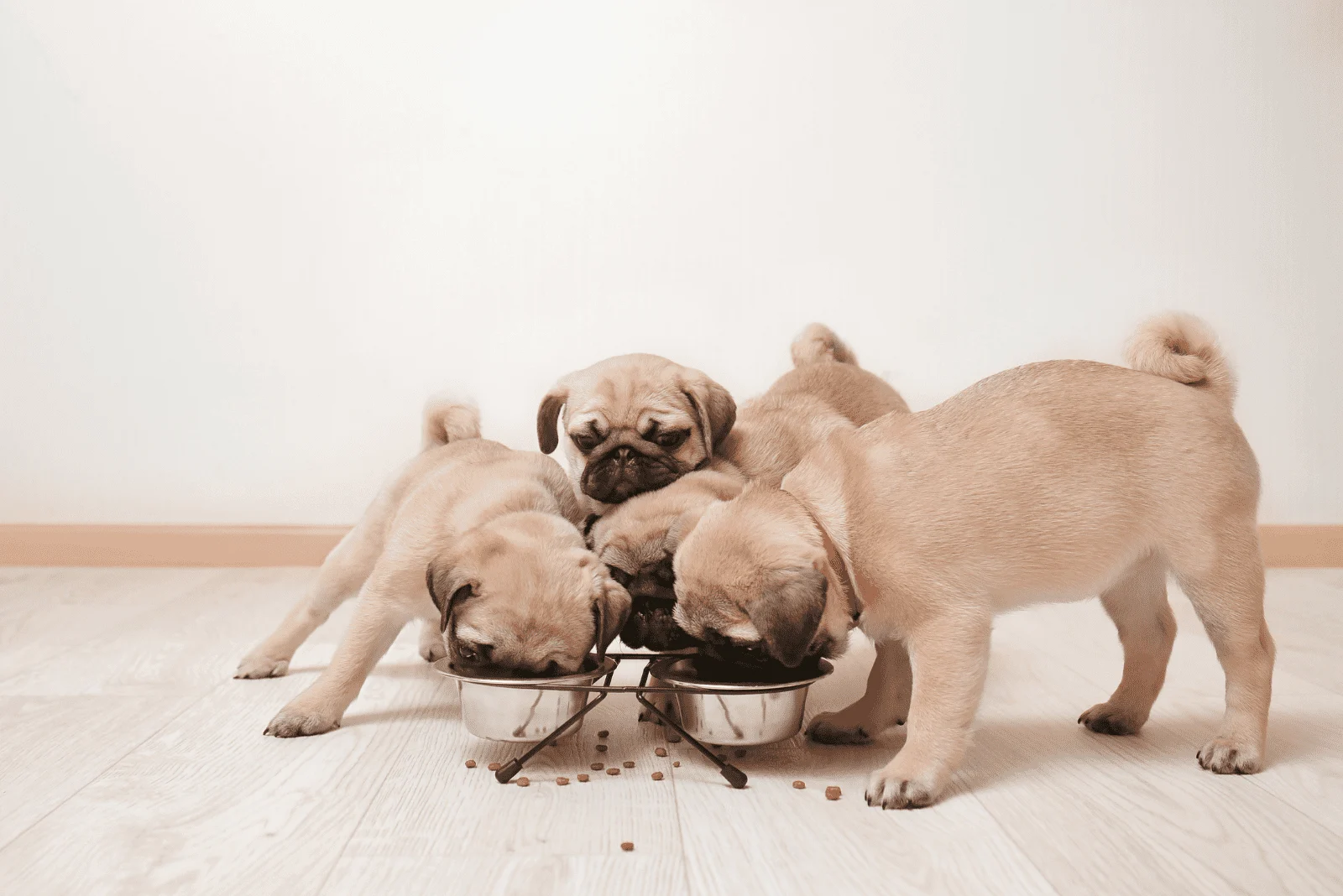 pug puppies eat food from bowls