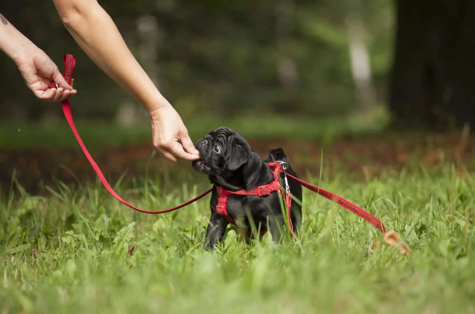 pug puppy training