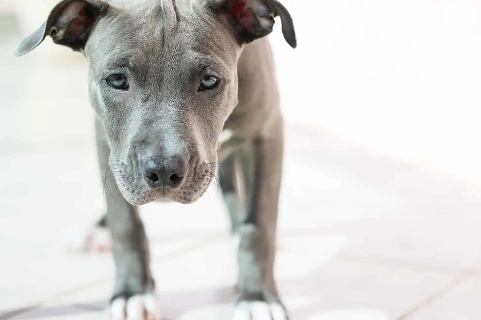 puppy blue nose pitbull dog standing indoors