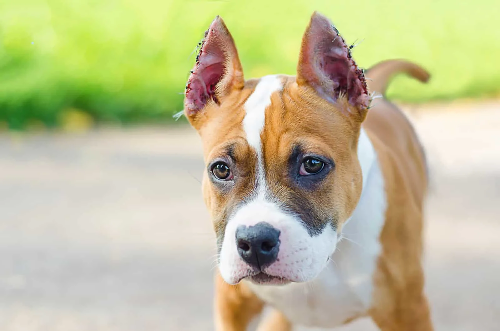 puppy of american staffordshire terrier with cropped ears