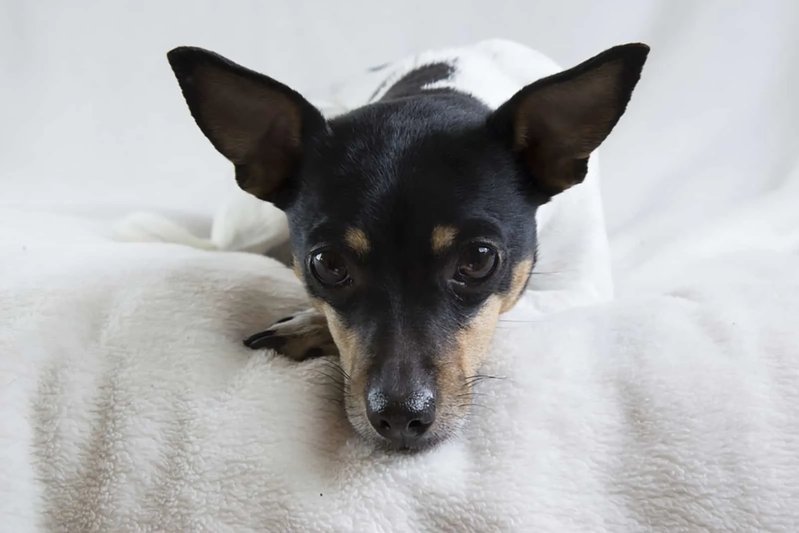 rat terrier dog lying on the bed