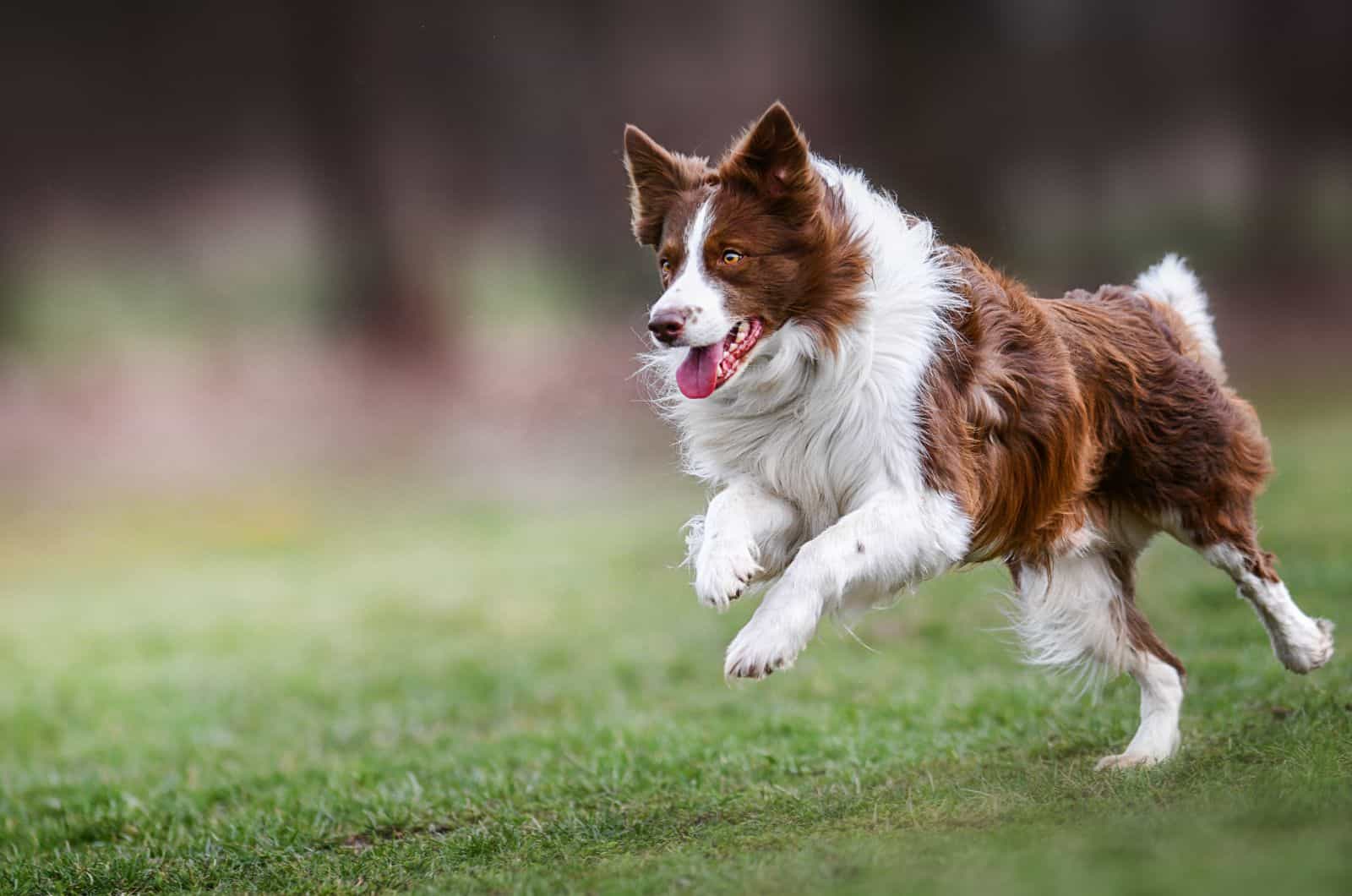 red Border Collie running outside