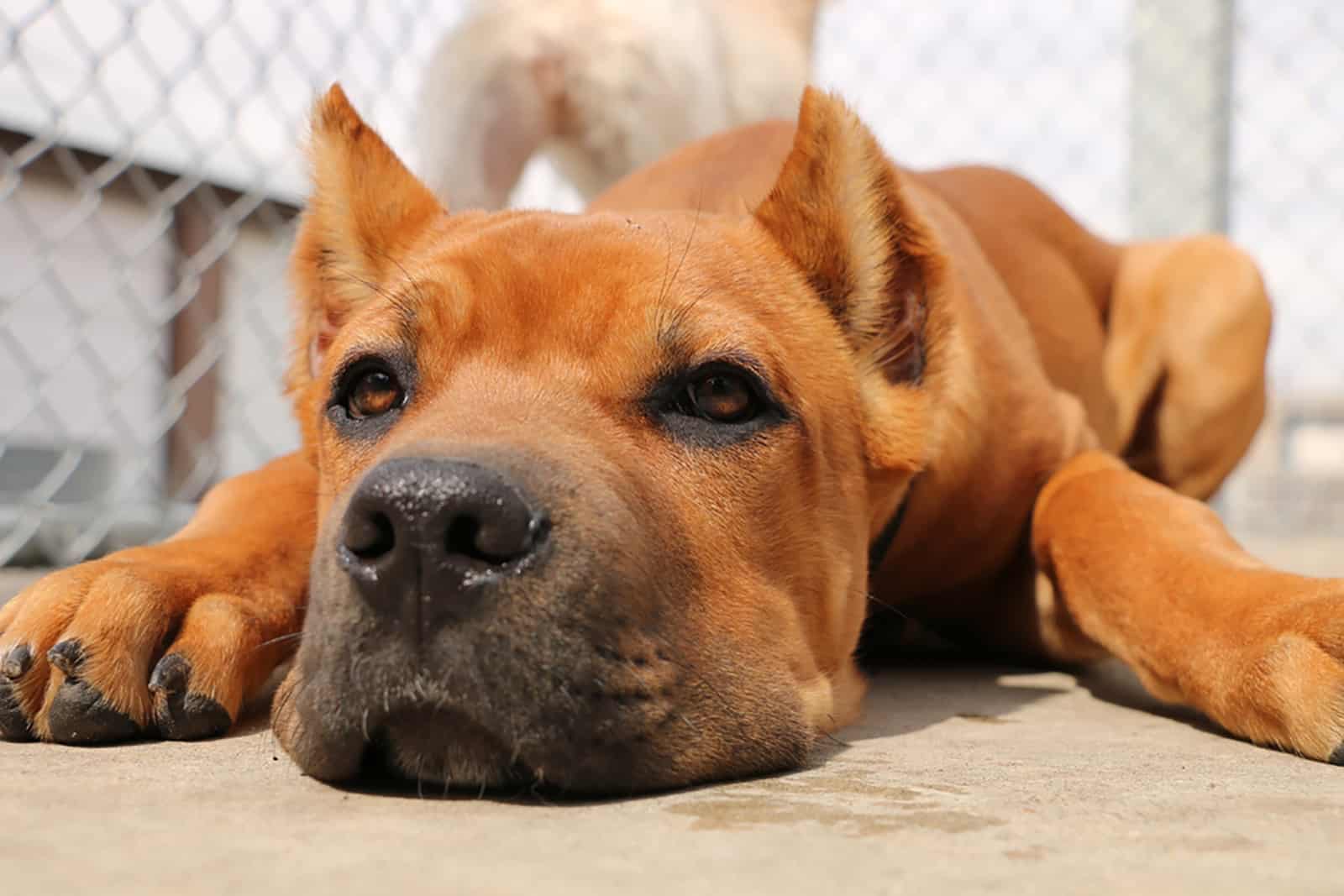 red cane corso puppy with cropped ears