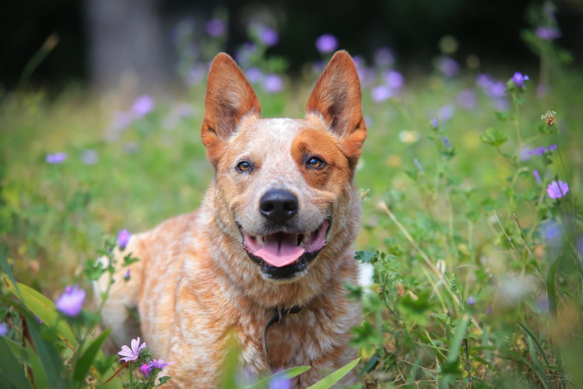 Red Heeler Vs Blue Heeler Are They The Same Dog Breed?