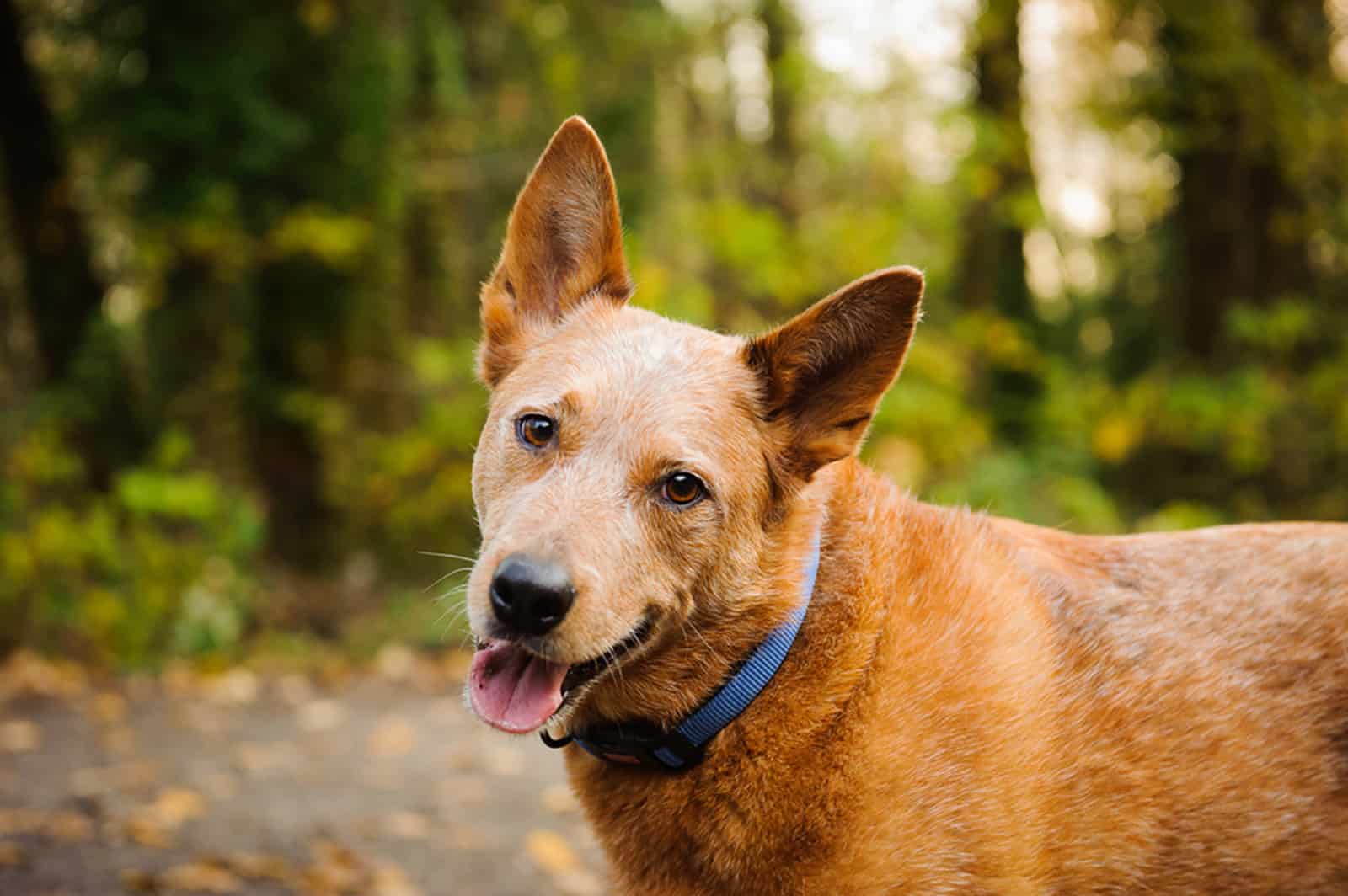 red heeler dog outdoors in the forest