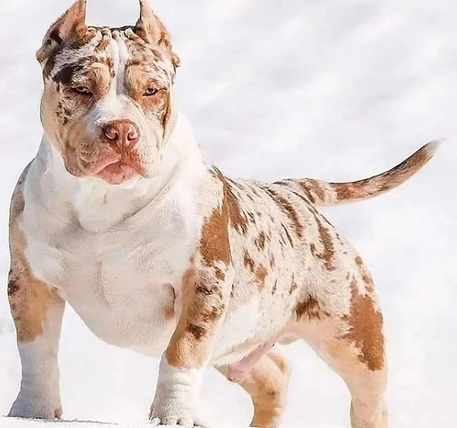 red merle american bully standing in the snow