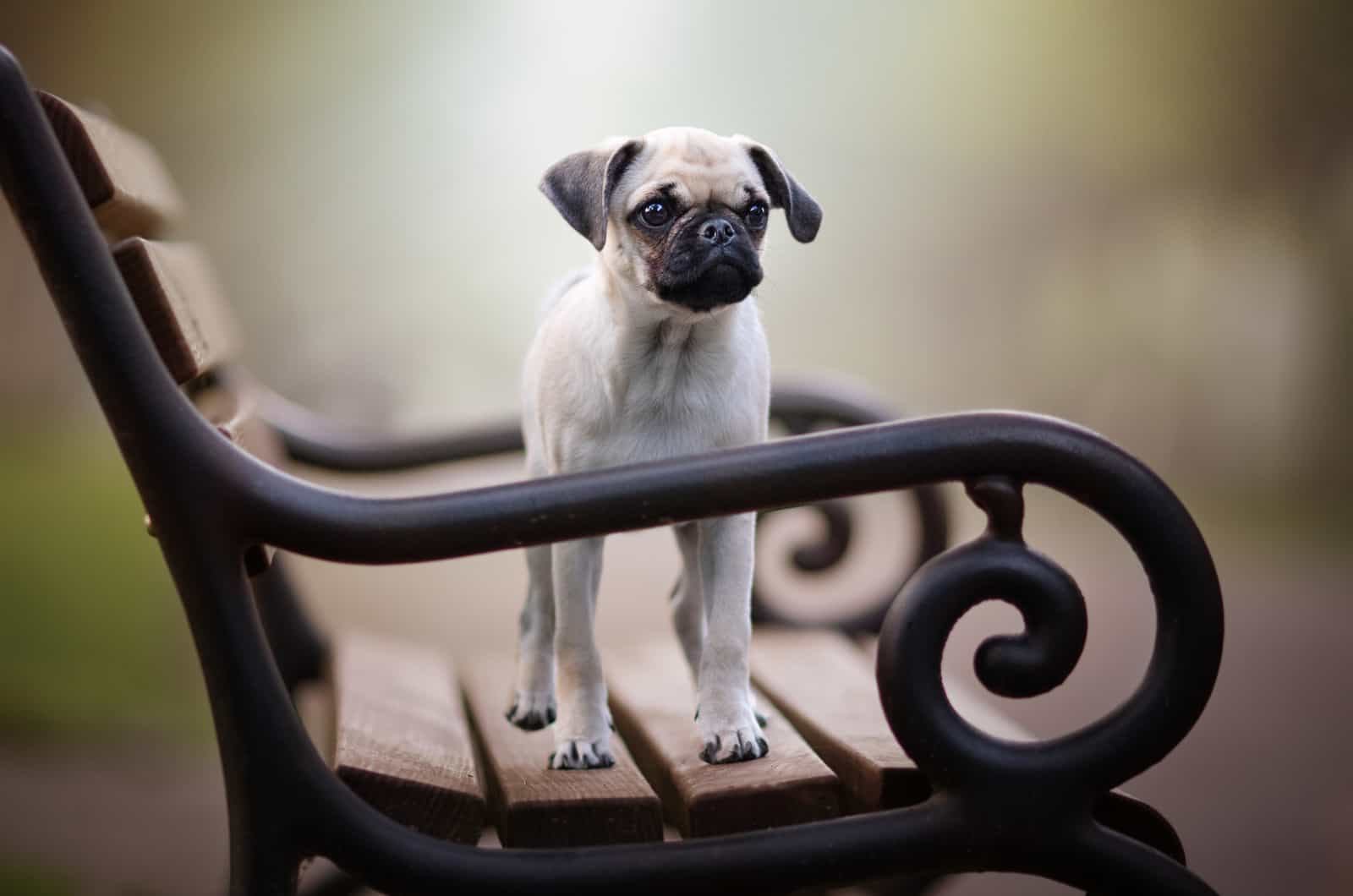 retro pug on a bench