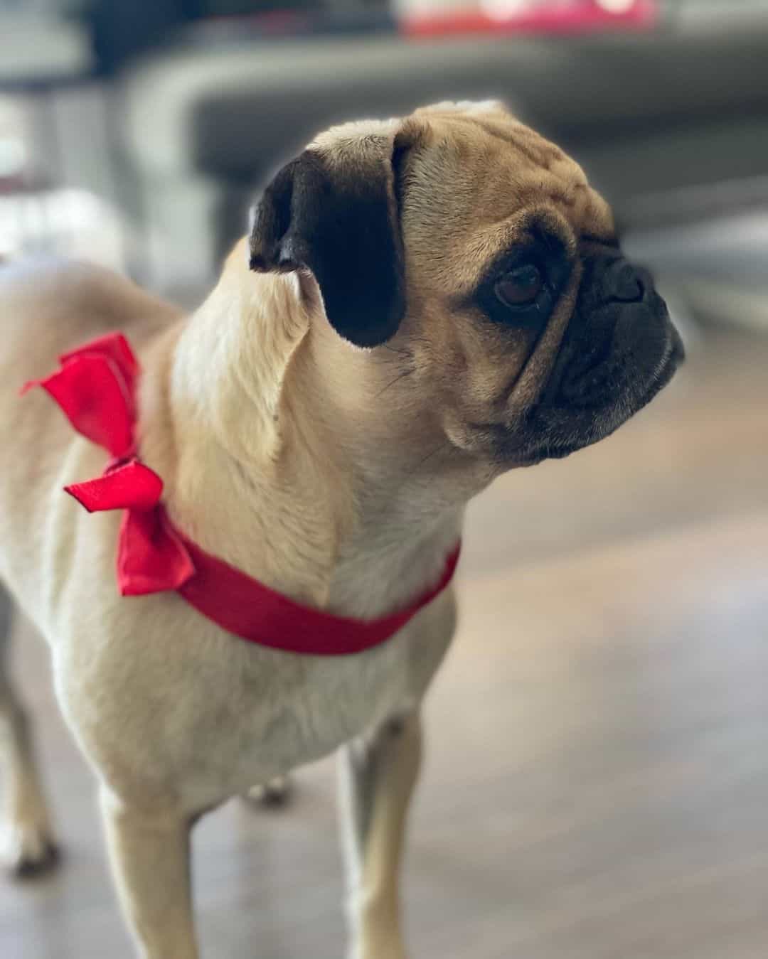 retro pug with a bow