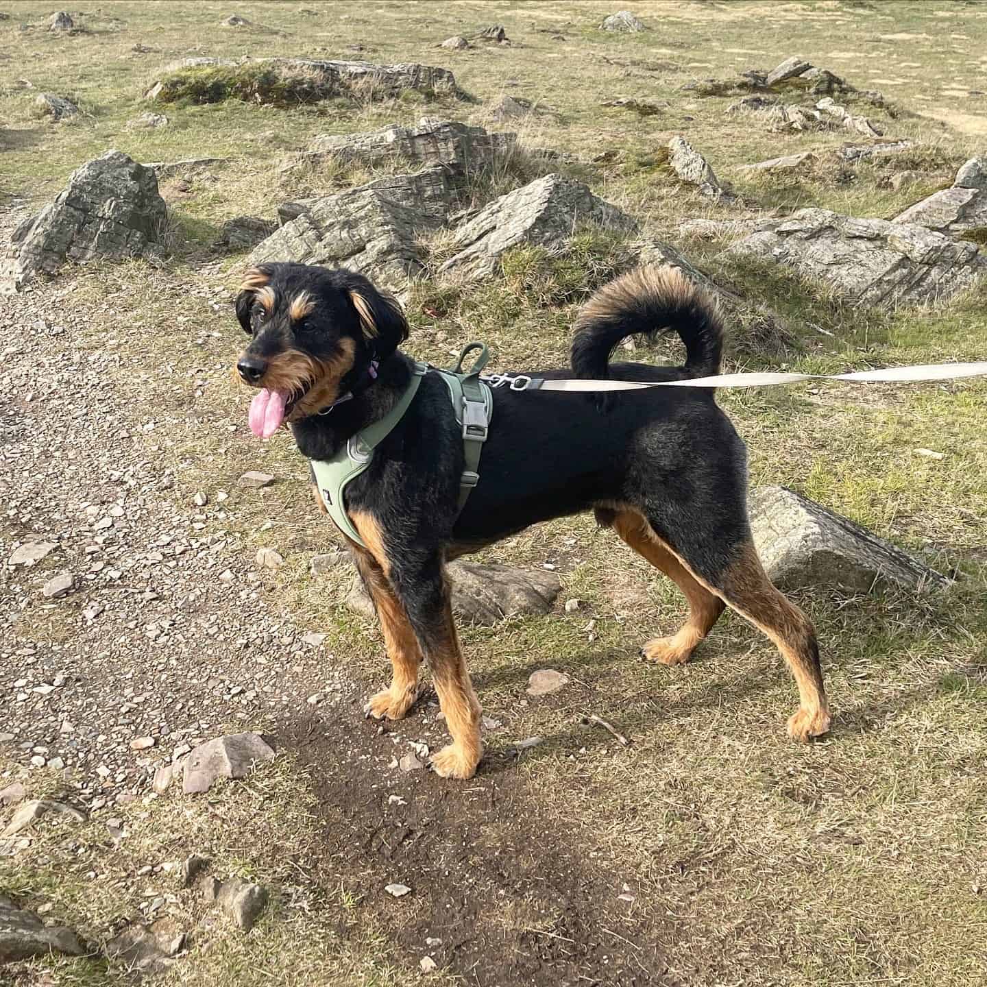 rottie doodle dog in a walk