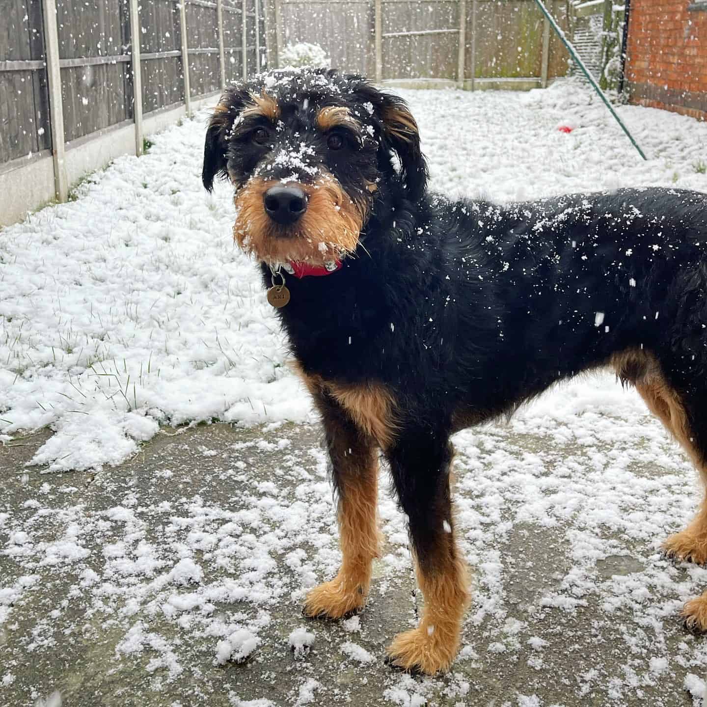 rottie doodle on the snow