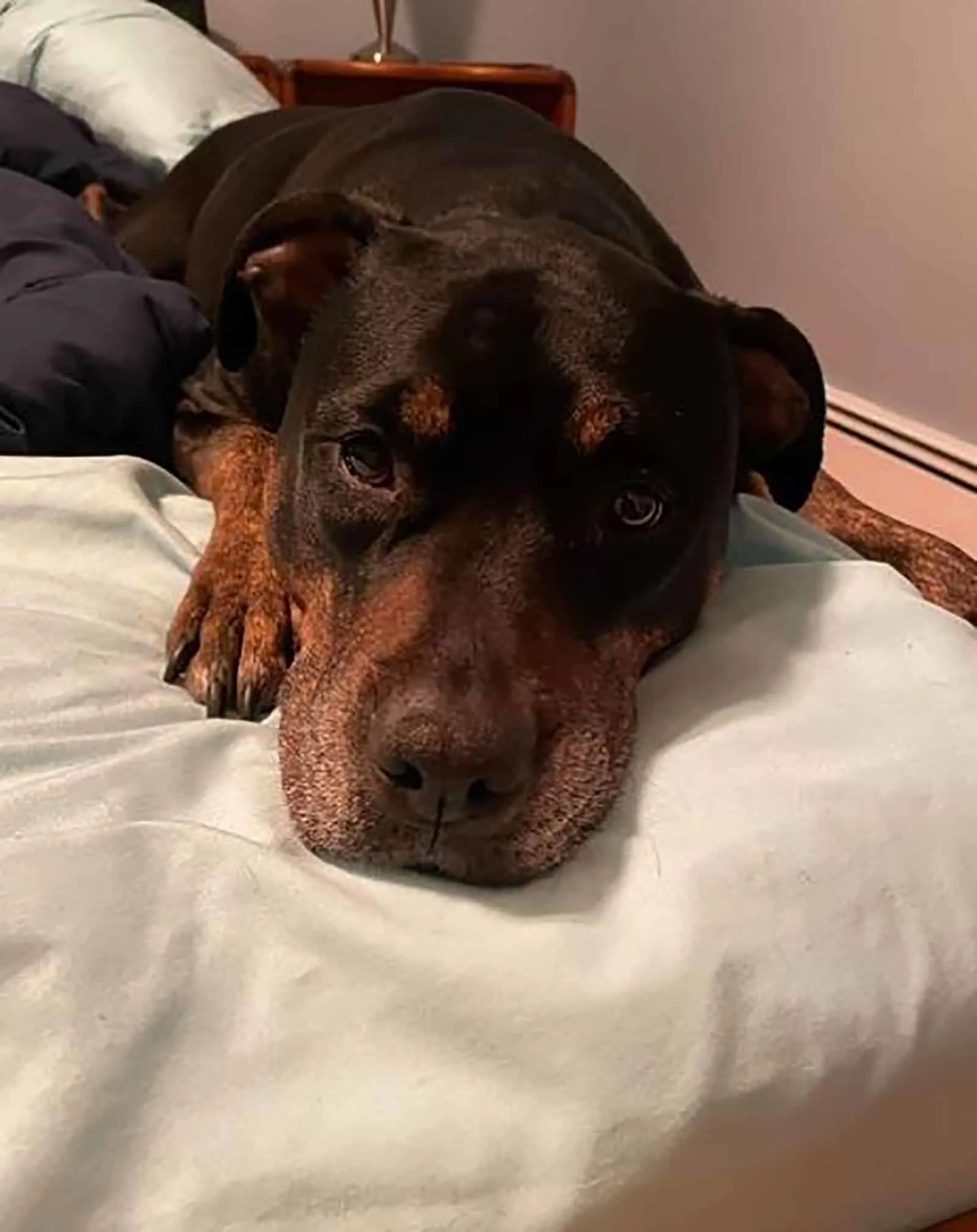 rottie pitbull mix lying on the bed