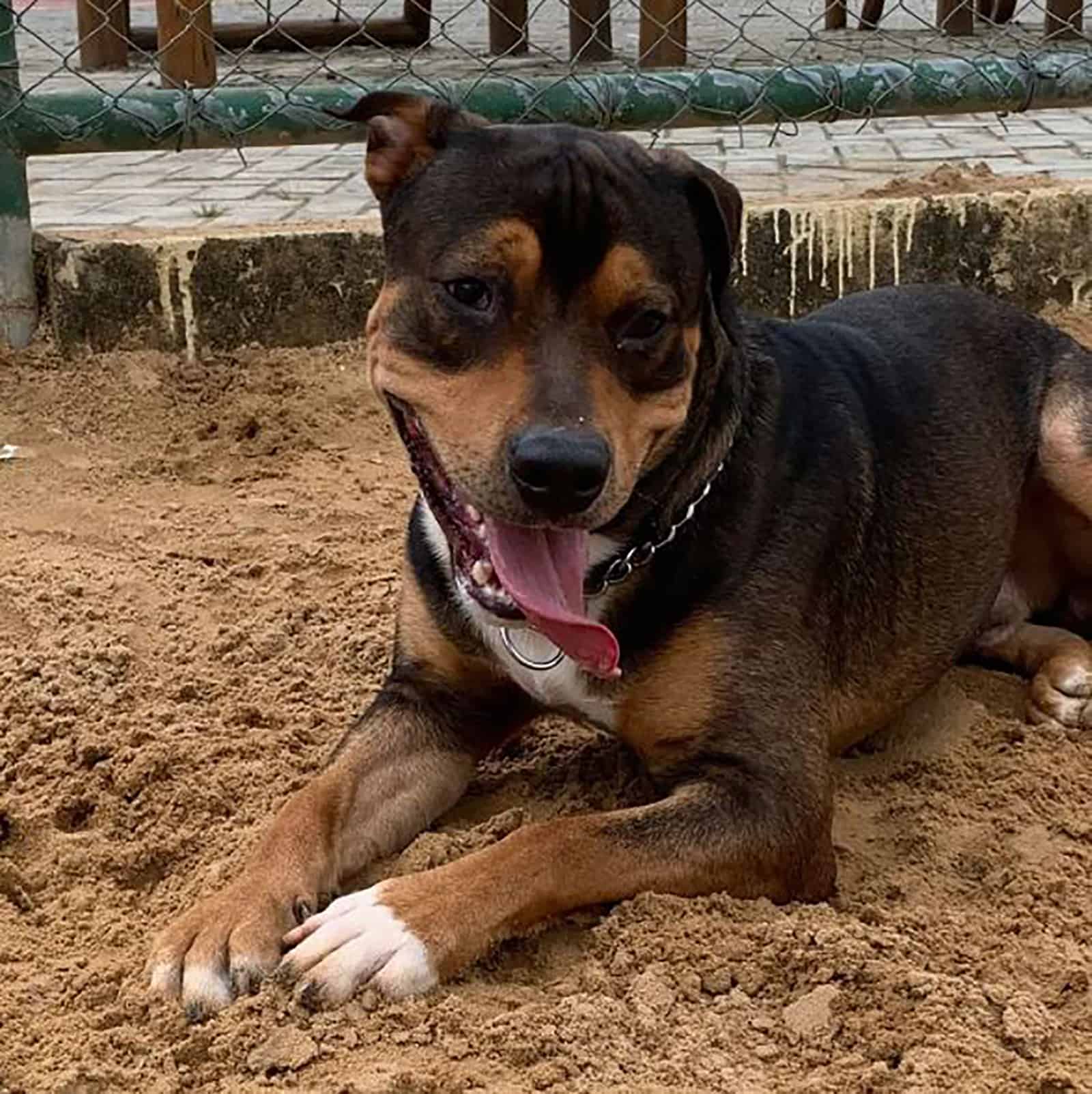 rottie pitbull mix dog lying on the ground