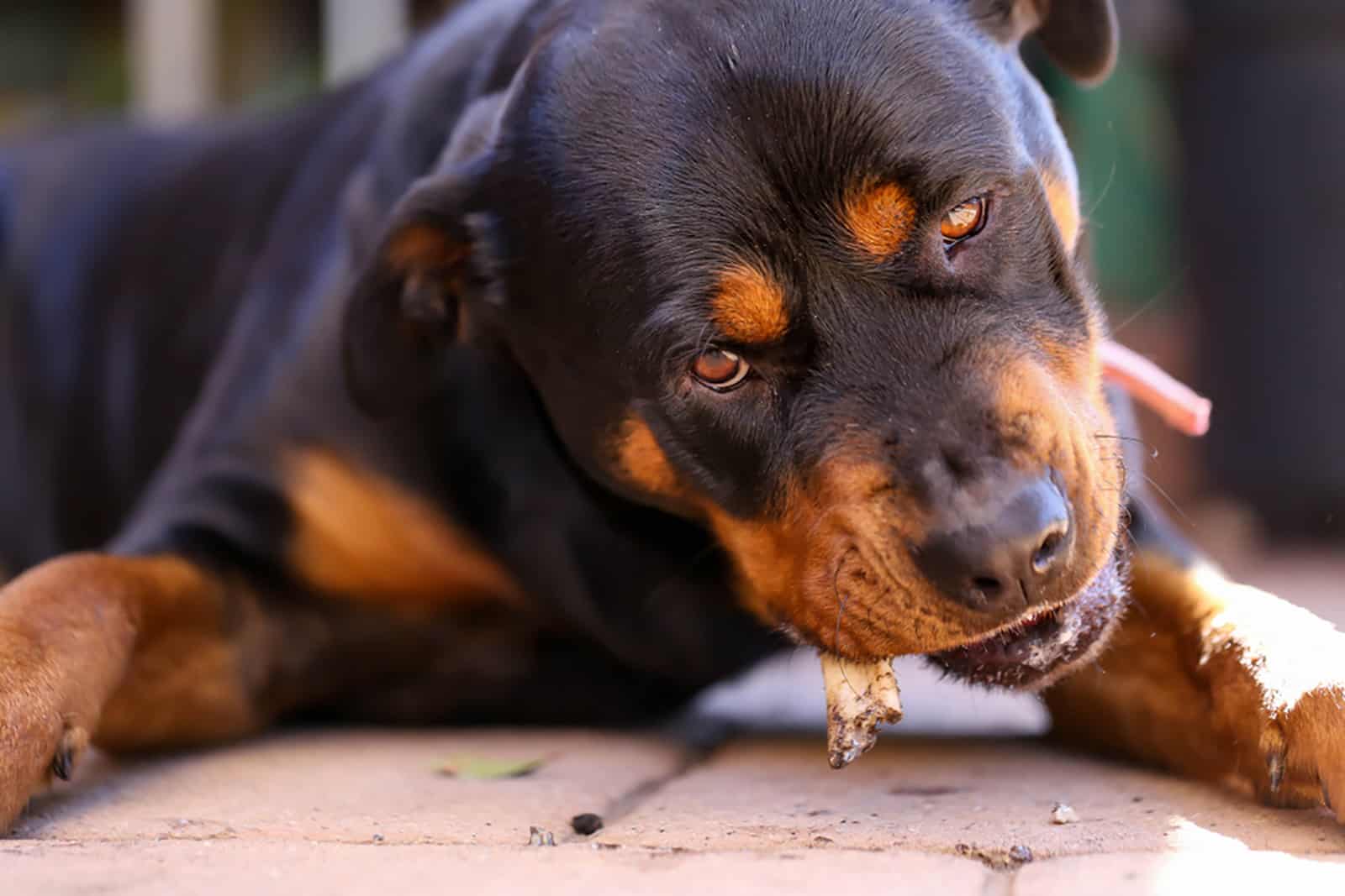 rottweiler dog eating a bone outdoors