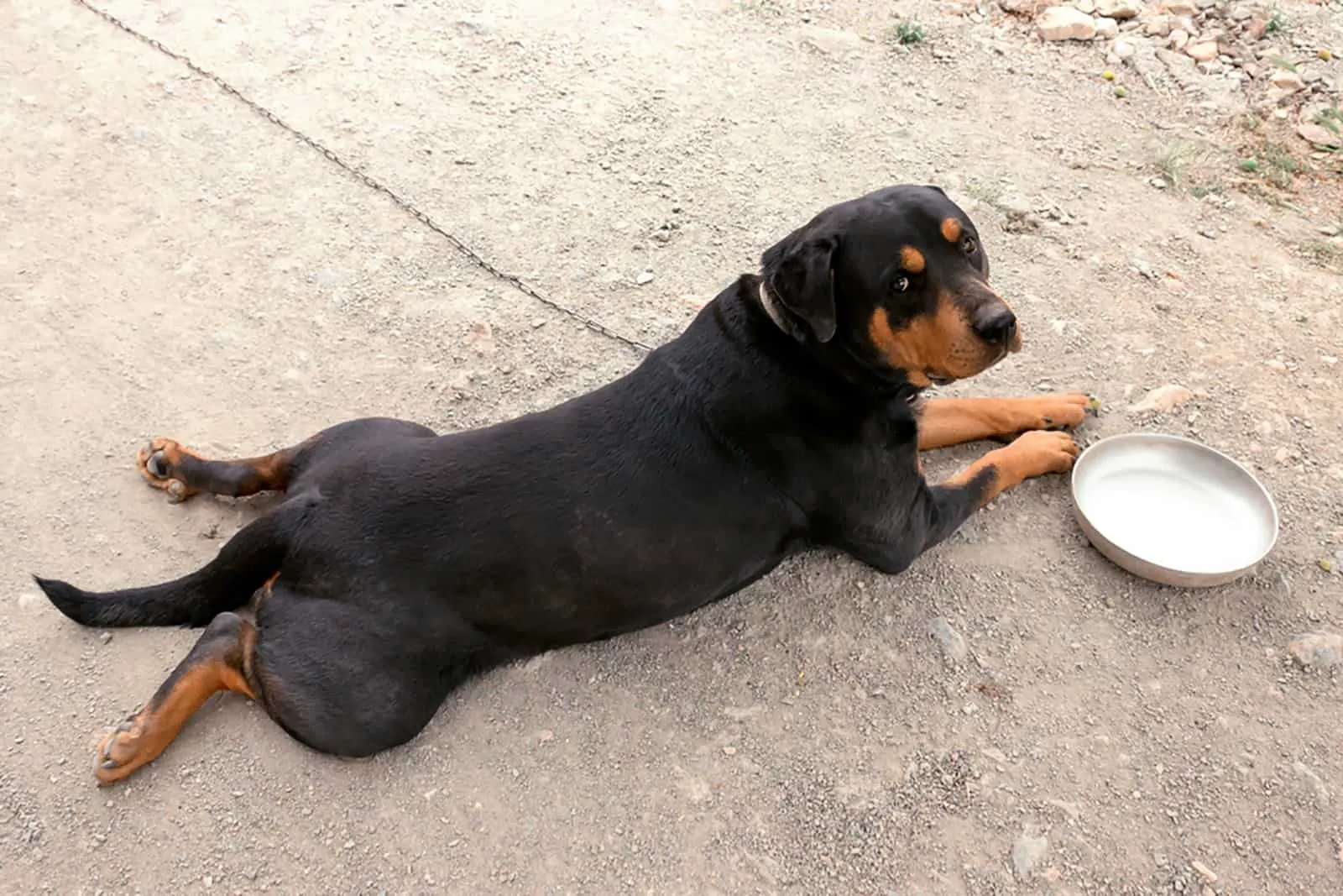 rottweiler dog lying beside an empty bowl