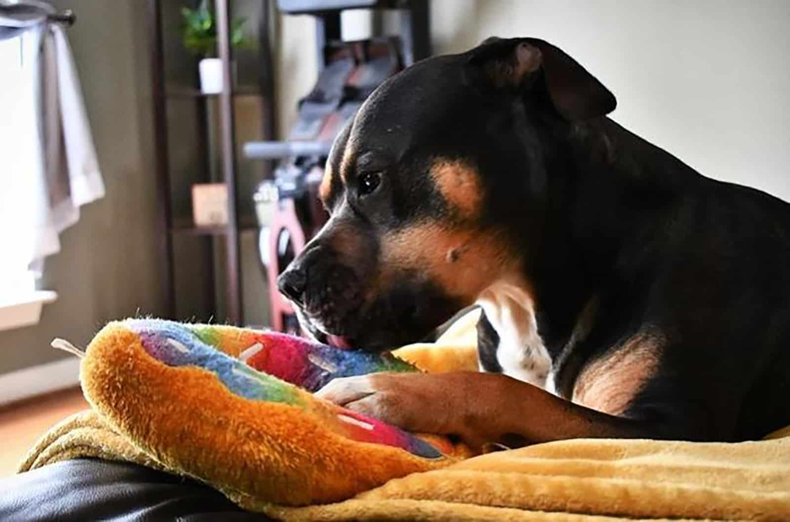 rottweiler pitbull dog lying in the bed