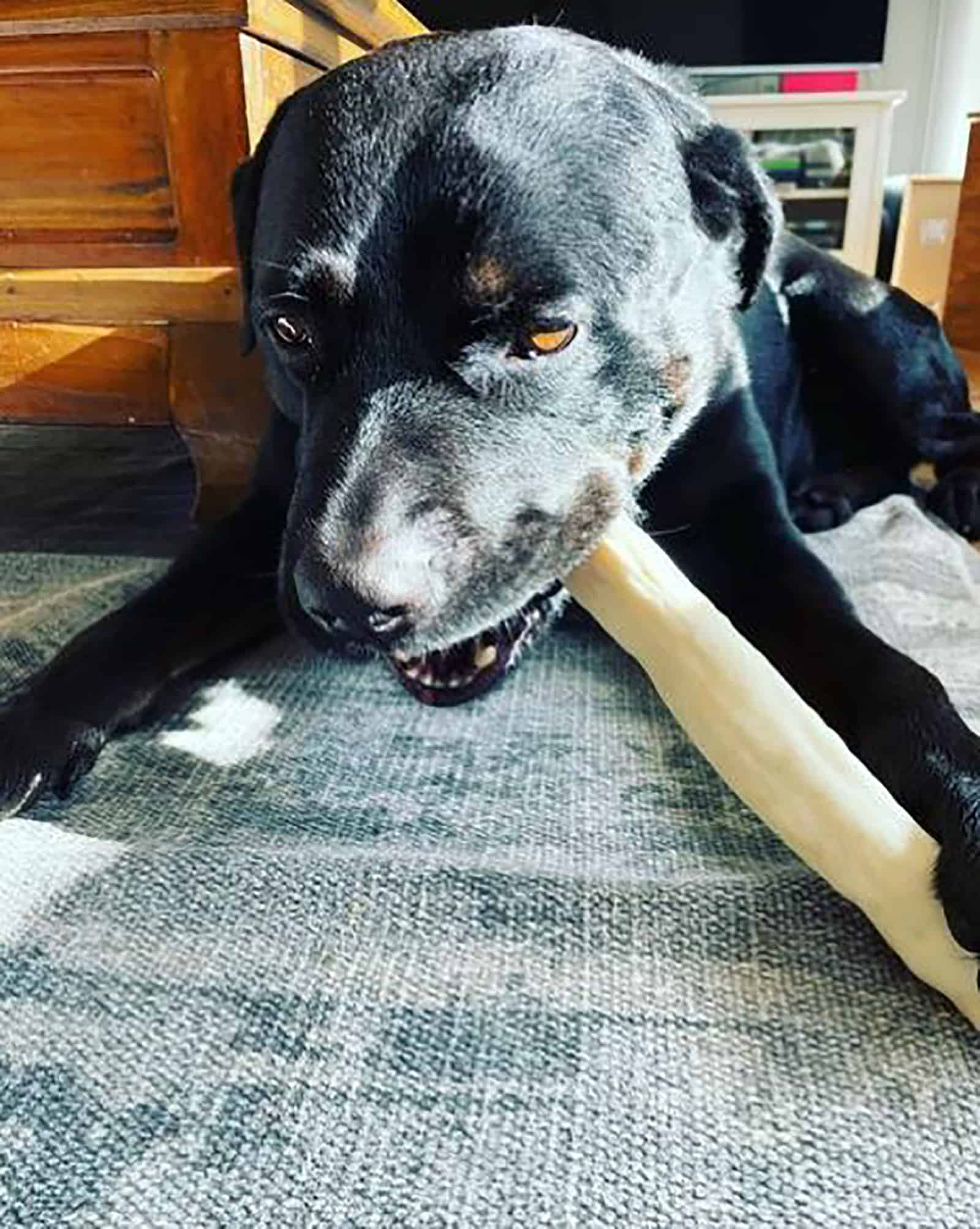 rottweiler pitbull eating a treat indoors