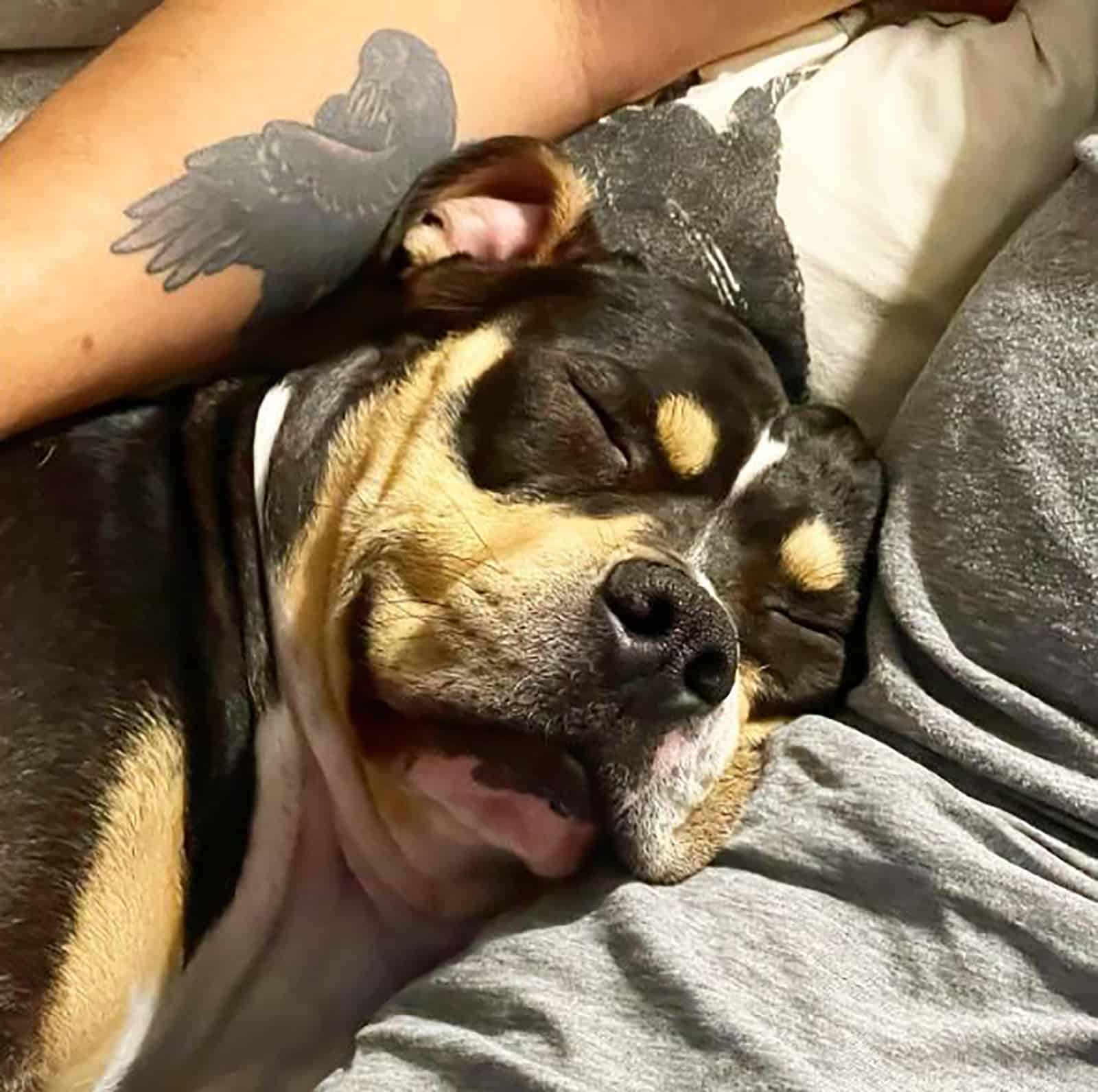 rottweiler pitbull mix sleeping beside his owner