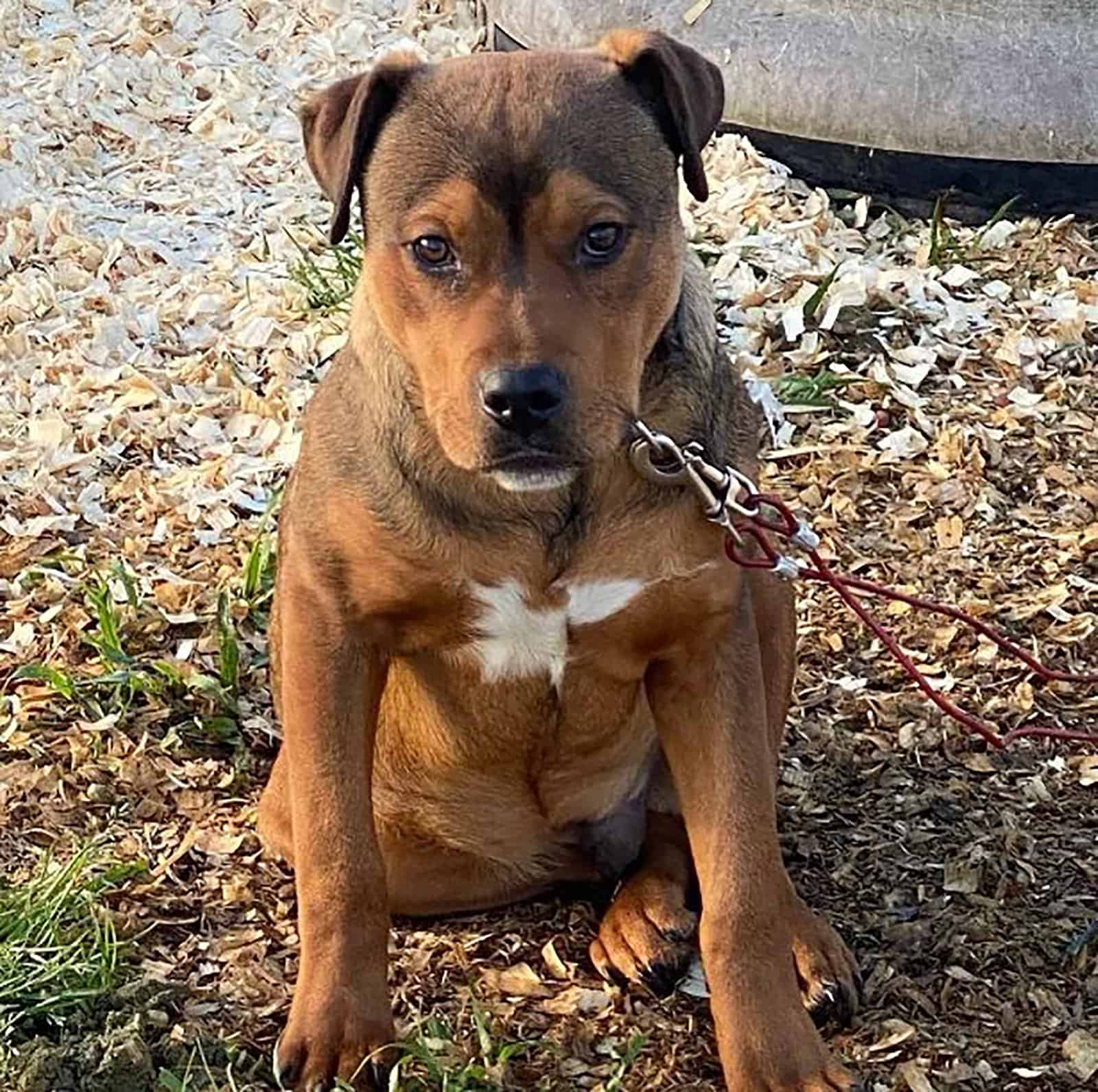 rottweiler pitbull mix dog sitting outdoors