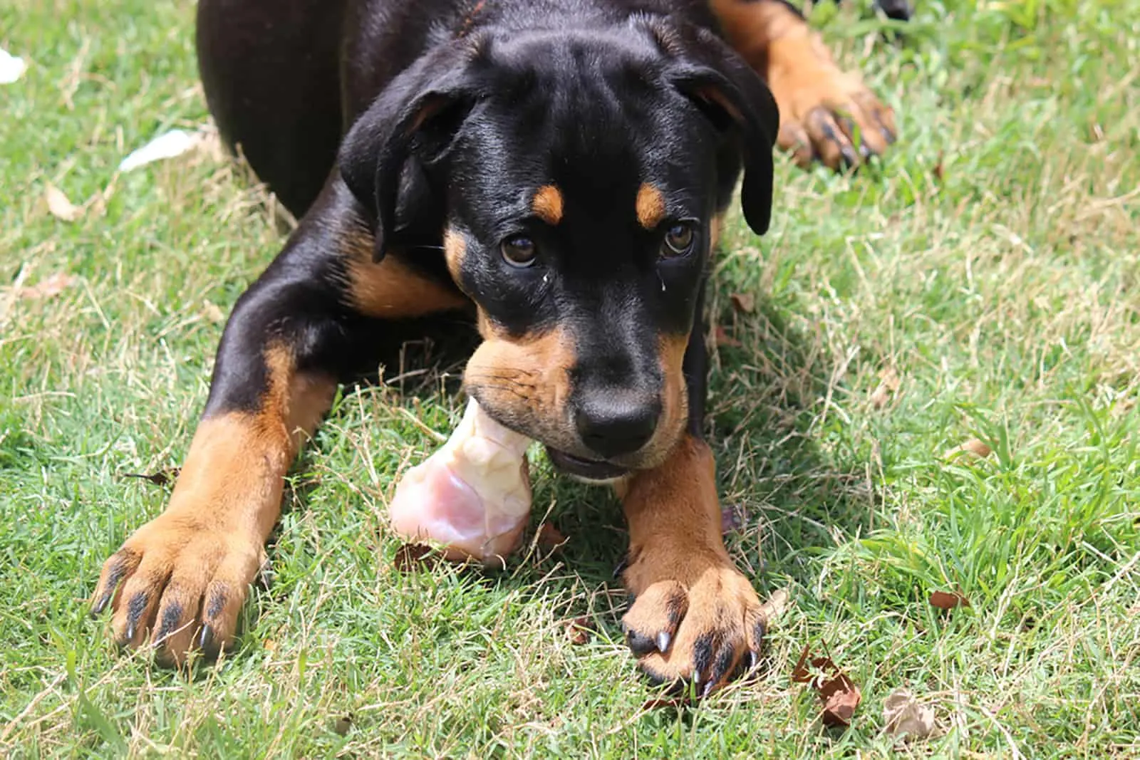 rottweiler puppy eating raw food outdoors