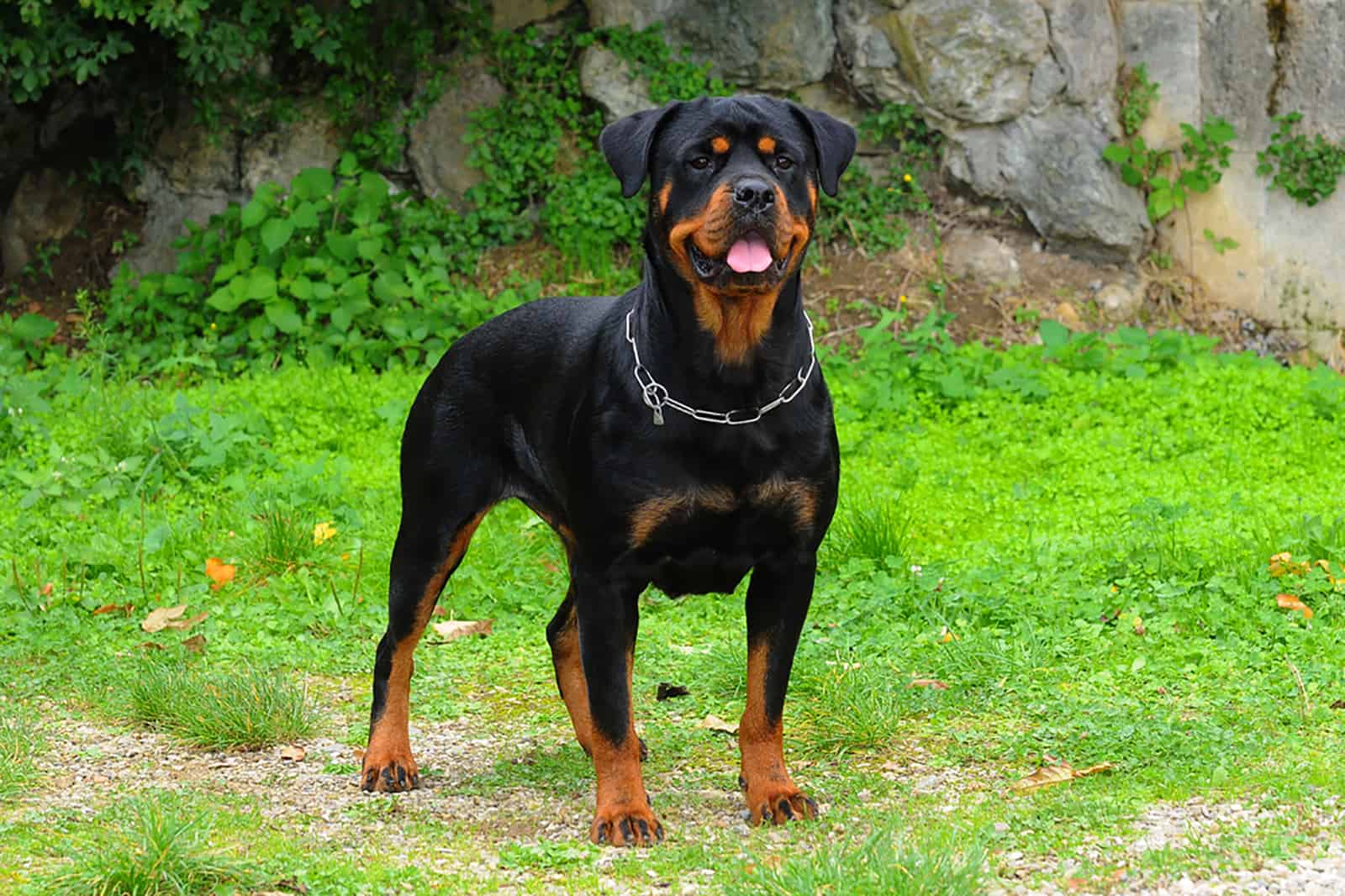 rottweiler dog in nature