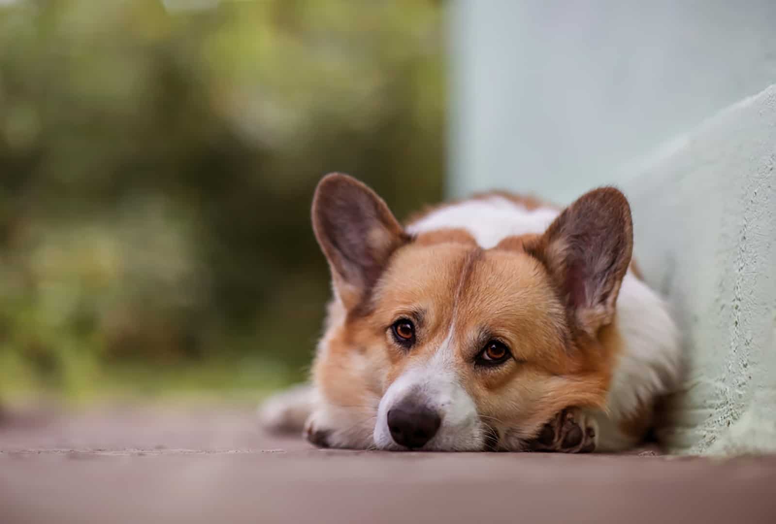 sad corgi lying in the garden on the path