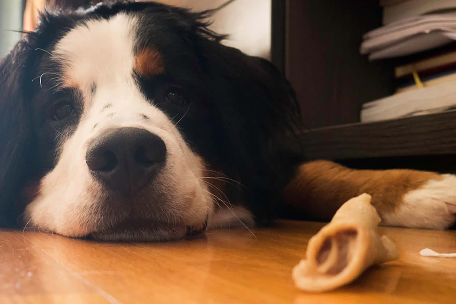 saint bernard dog lying on the floor