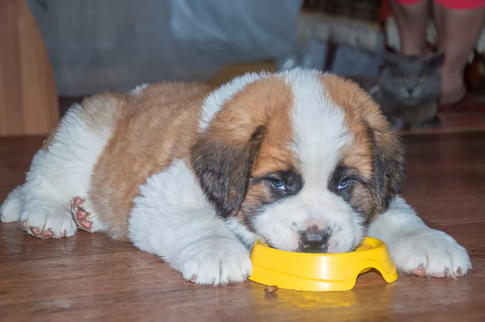 saint bernard puppy eating from a bowl