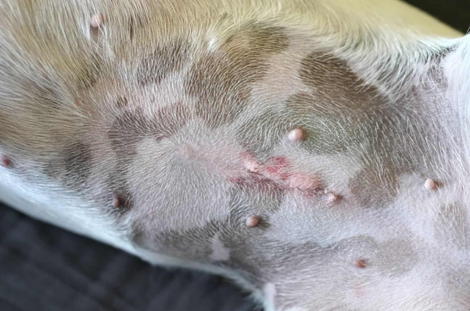 scar after spay operation visible