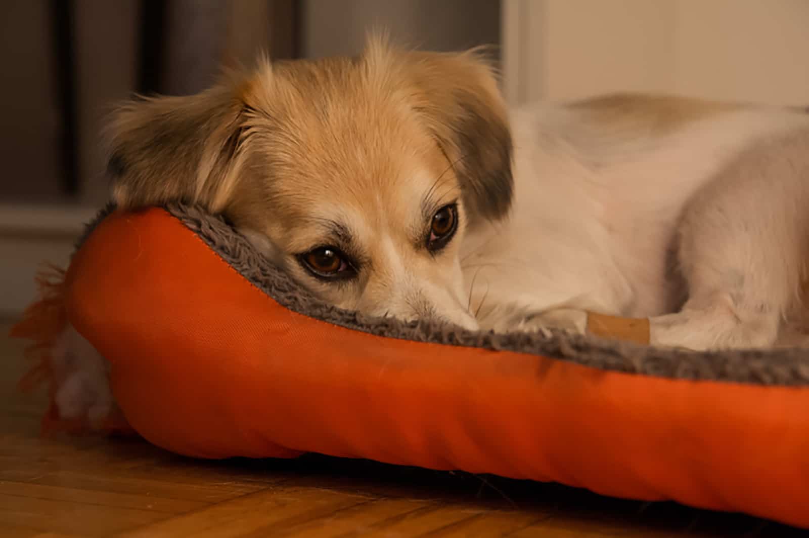 scared little dog lying in his bed