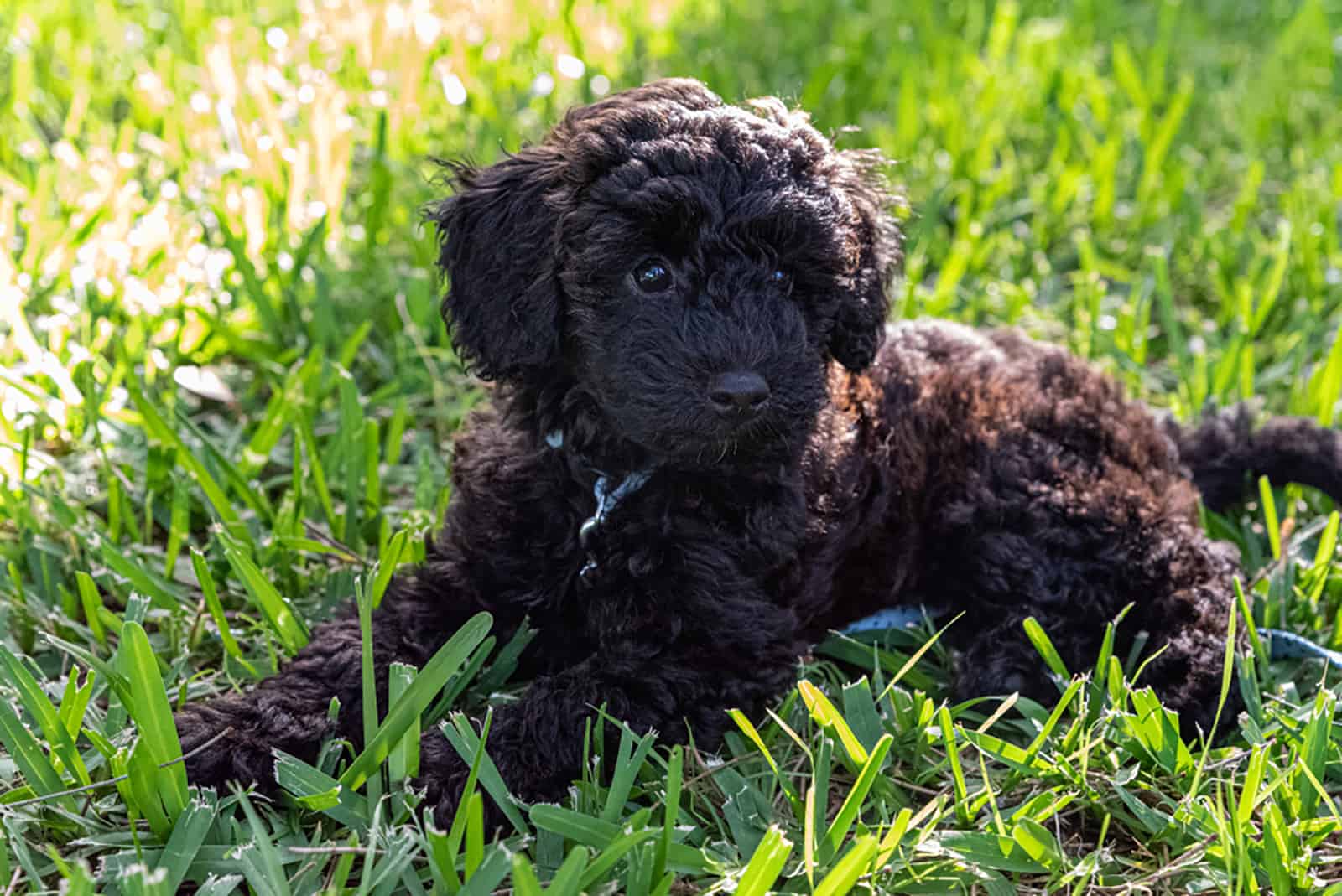 schnoodle lying down in a grass